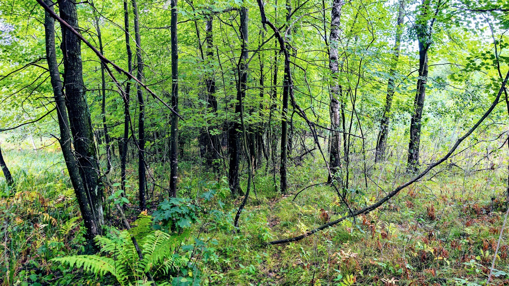 Lot 3 State Hwy 64 Property Photo 30