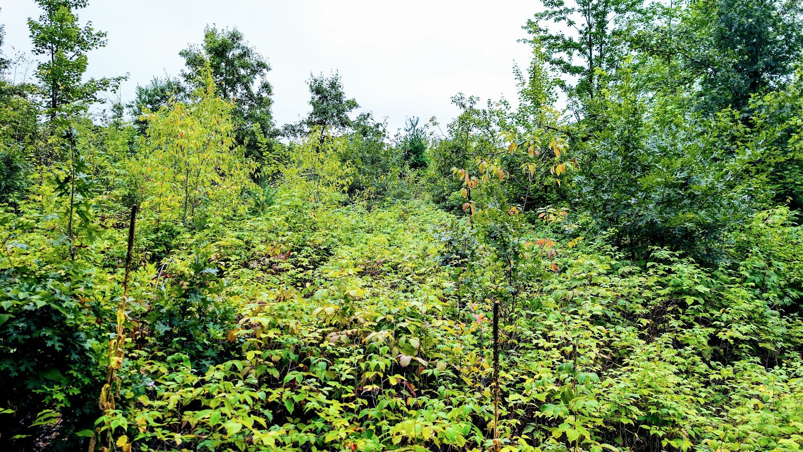 Lot 3 State Hwy 64 Property Photo 31