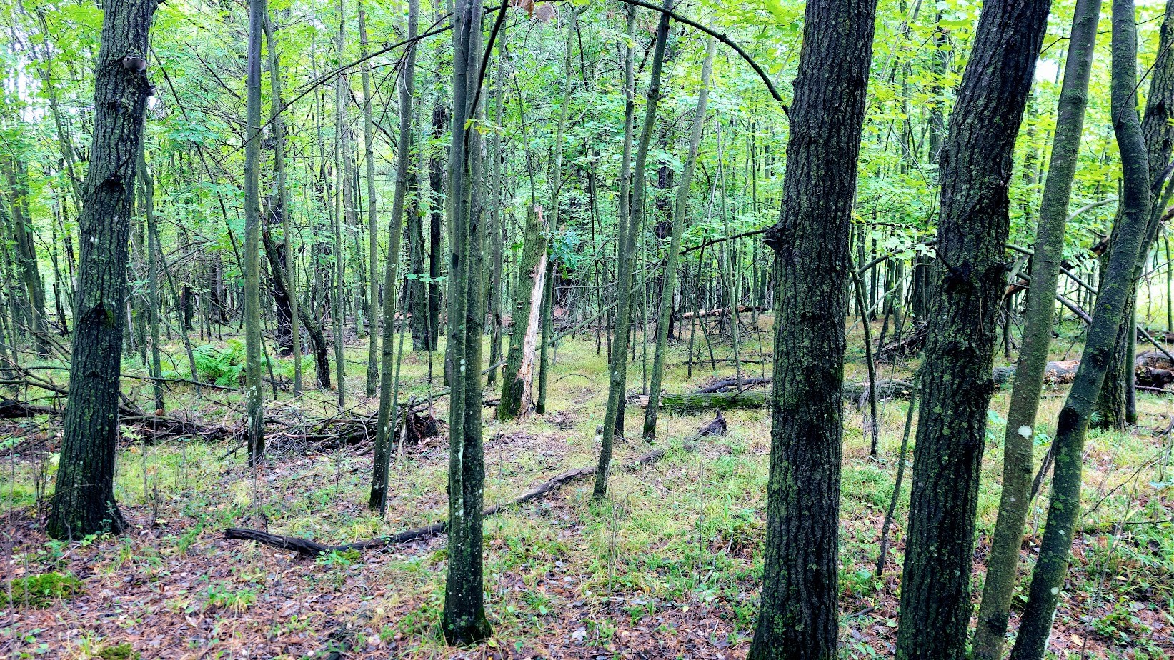 Lot 3 State Hwy 64 Property Photo 32