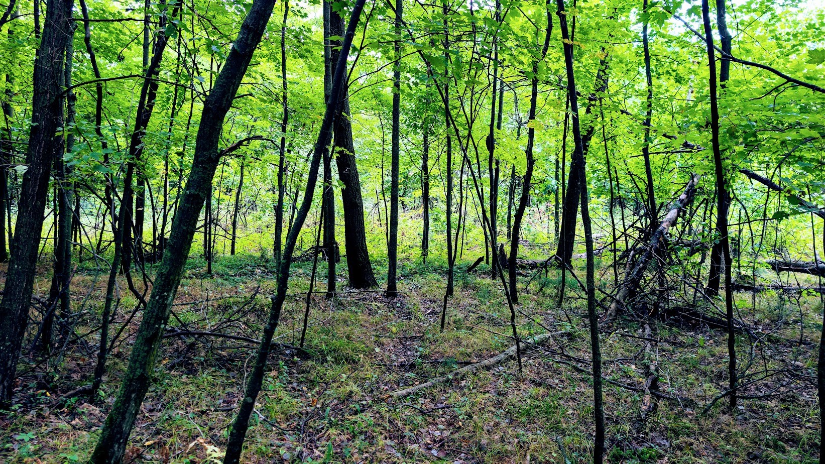 Lot 3 State Hwy 64 Property Photo 33