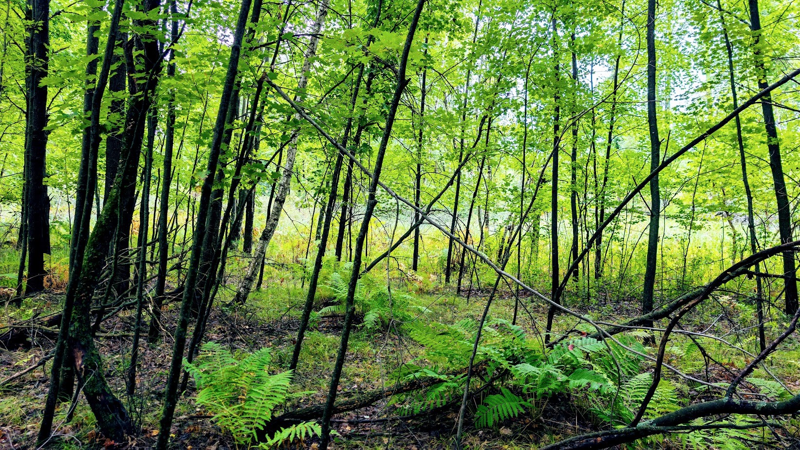 Lot 3 State Hwy 64 Property Photo 34
