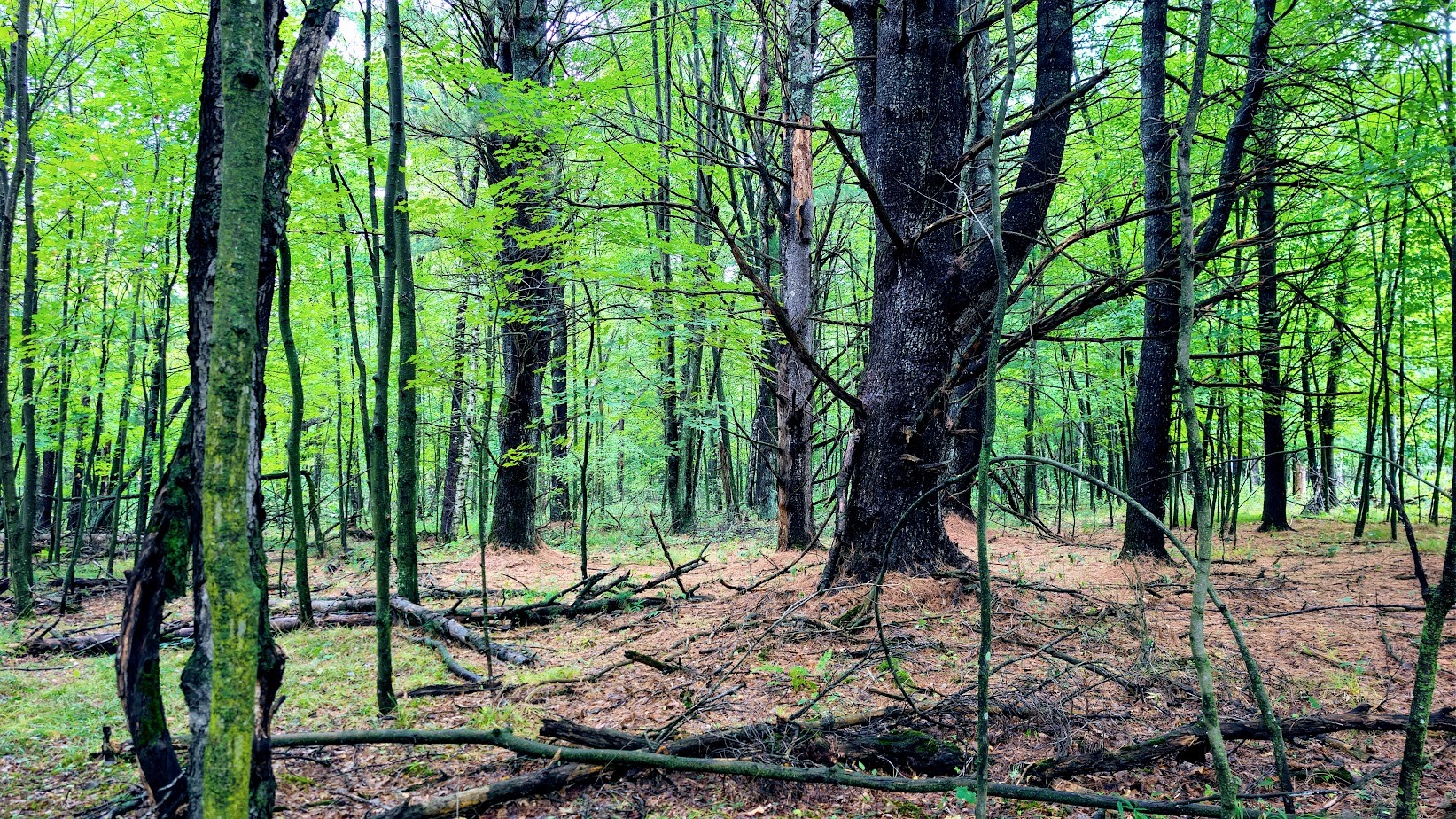 Lot 3 State Hwy 64 Property Photo 35