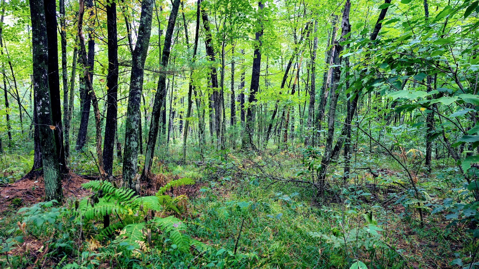 Lot 3 State Hwy 64 Property Photo 37