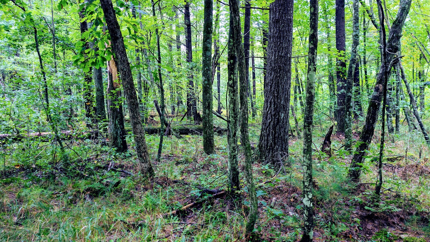 Lot 3 State Hwy 64 Property Photo 38