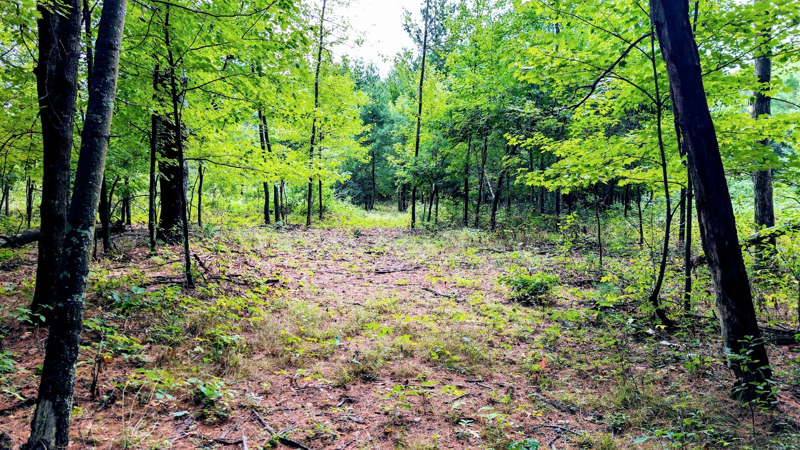 Lot 3 State Hwy 64 Property Photo 39