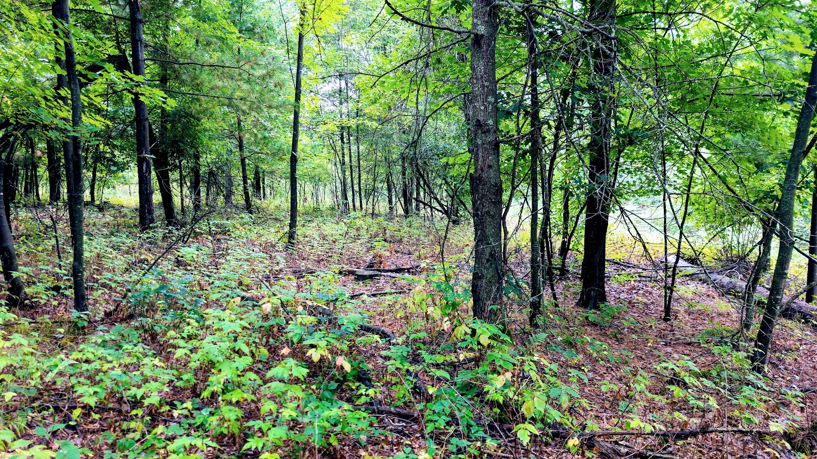 Lot 3 State Hwy 64 Property Photo 42