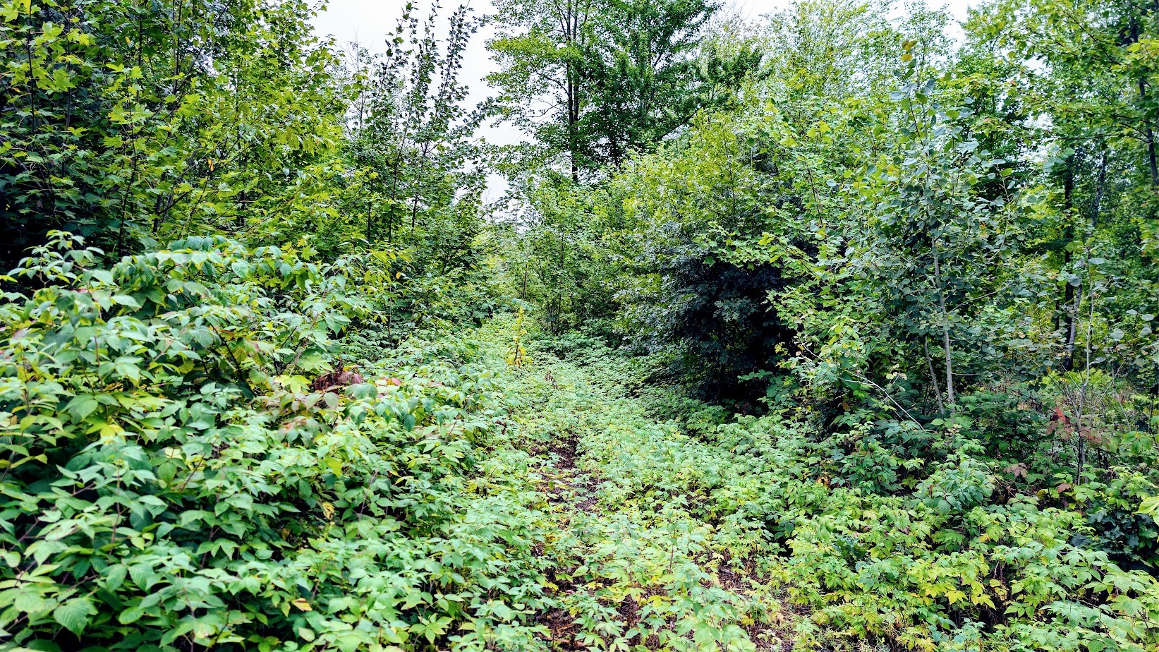 Lot 3 State Hwy 64 Property Photo 44