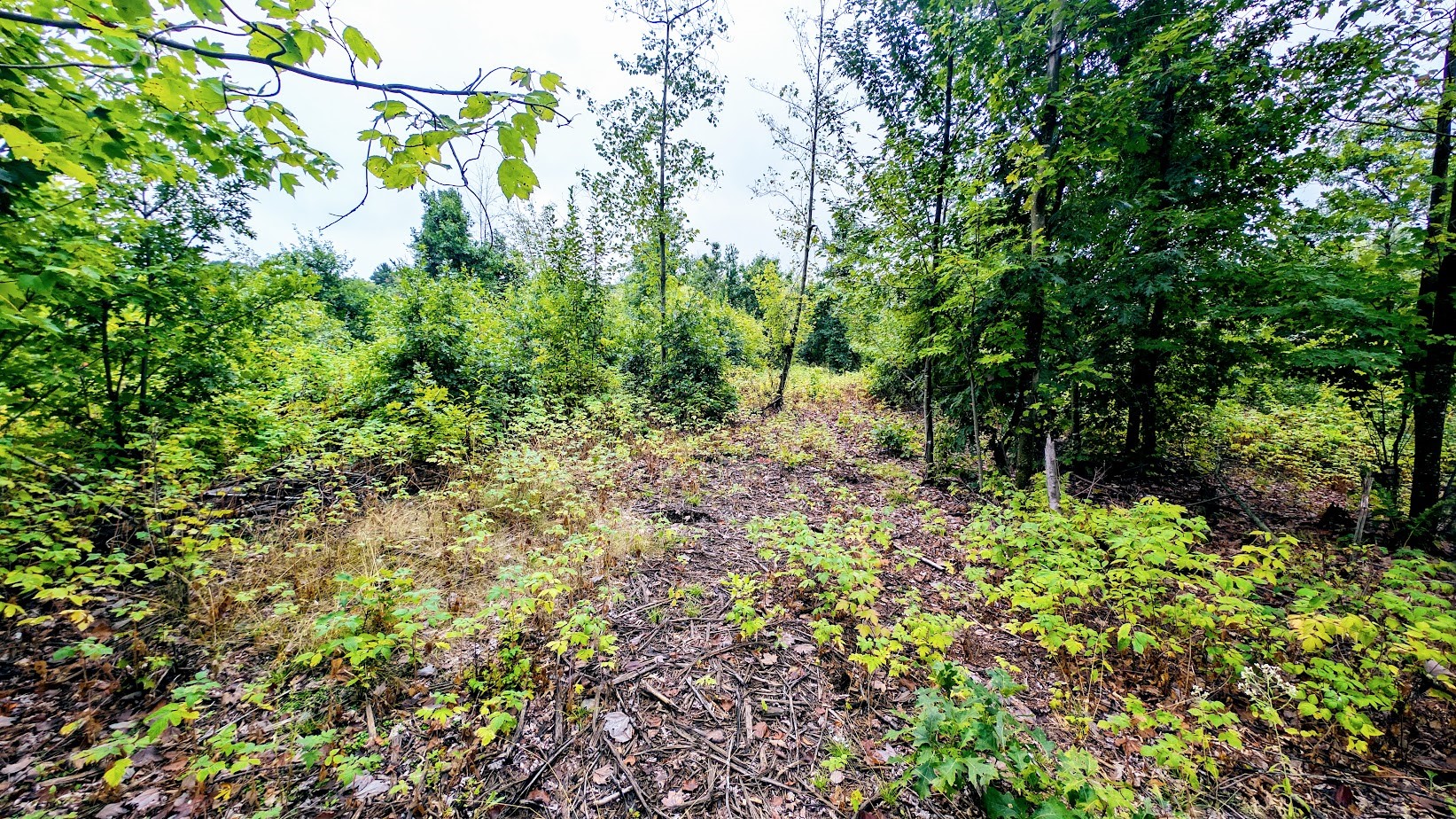 Lot 3 State Hwy 64 Property Photo 45