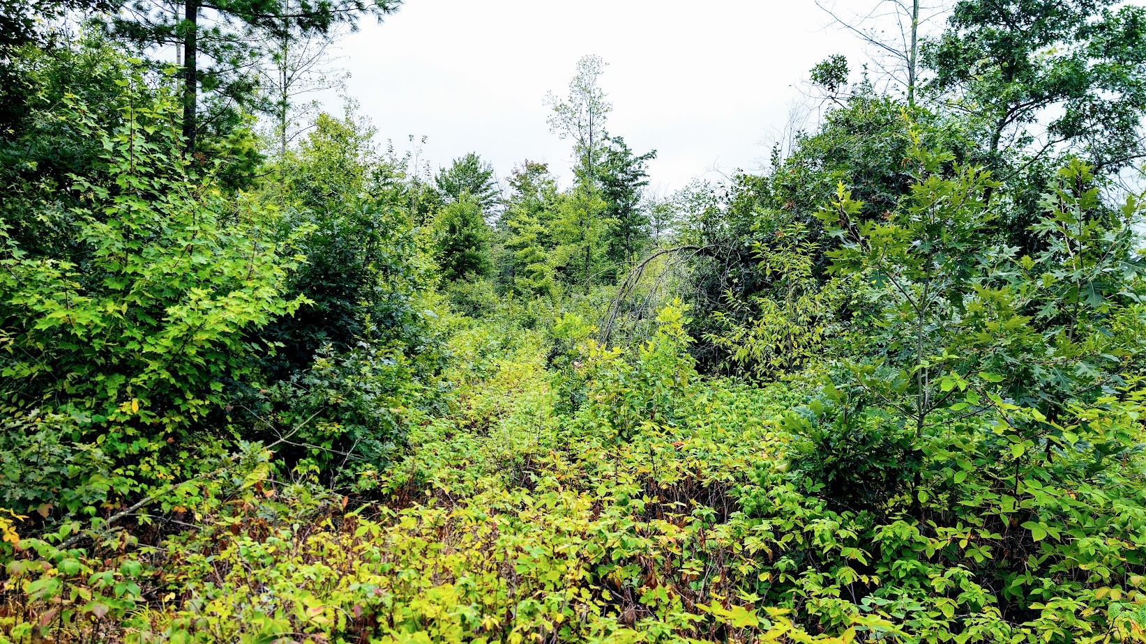 Lot 3 State Hwy 64 Property Photo 46