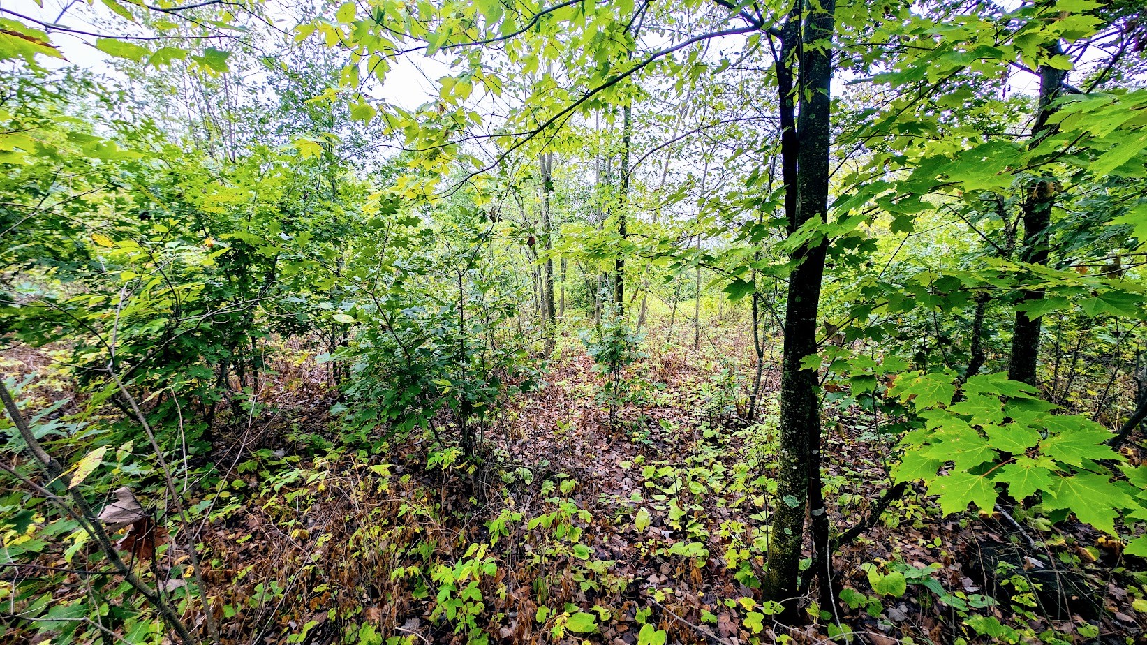 Lot 3 State Hwy 64 Property Photo 47