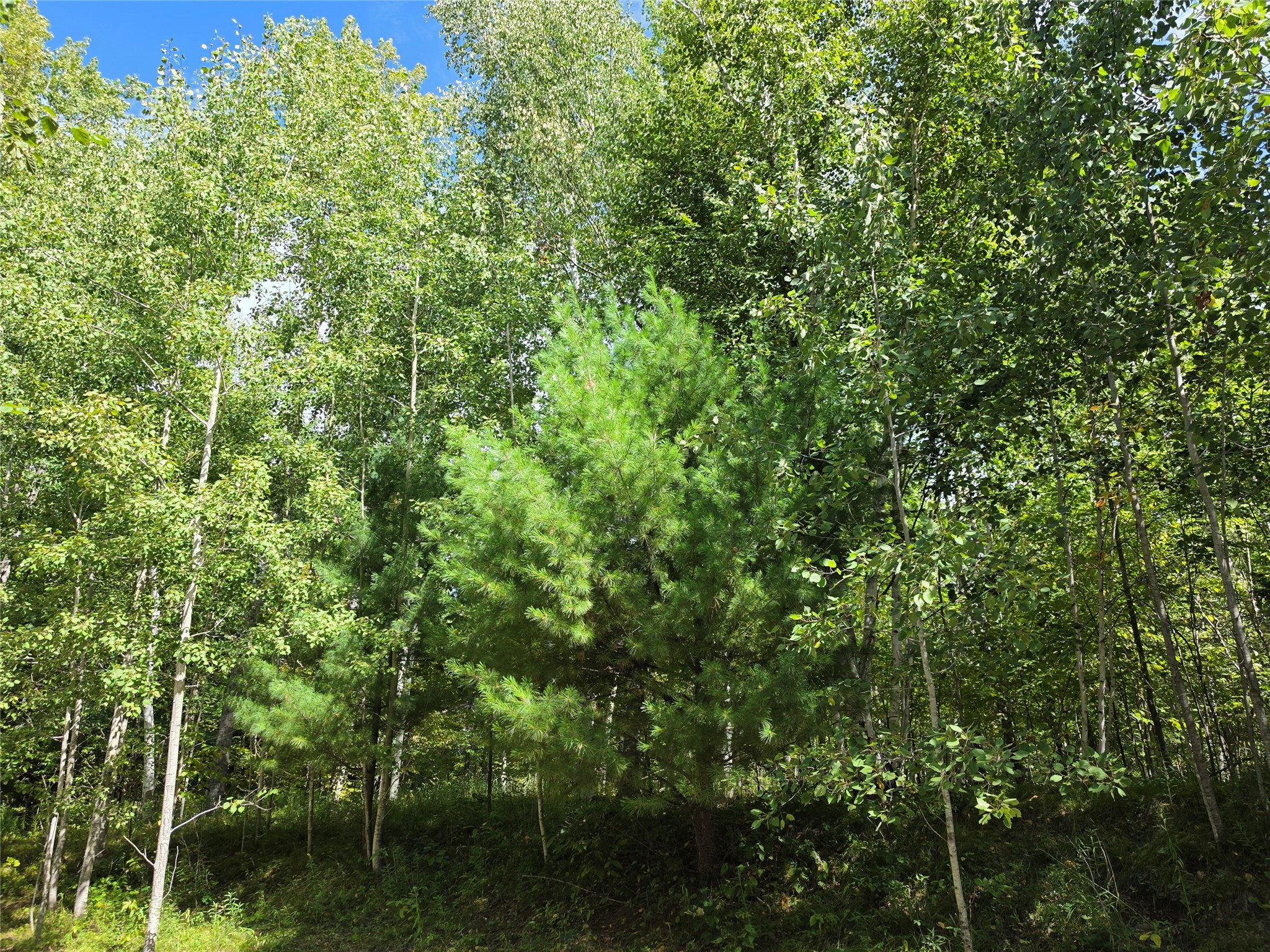 7183 Fremsted Road Property Photo 8