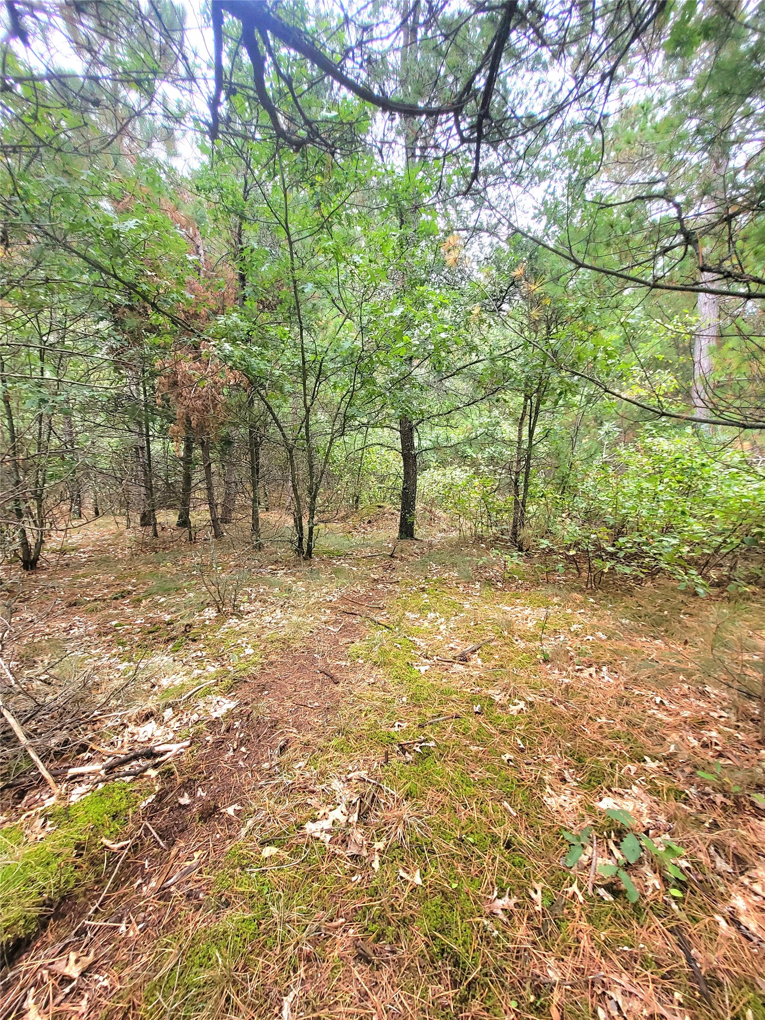 0 Blueberry Road Property Photo 12