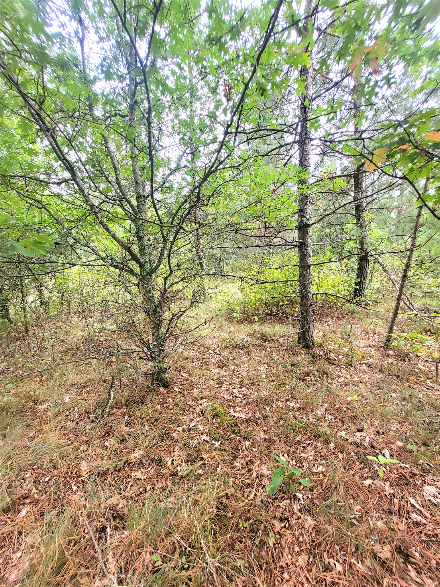 0 Blueberry Road Property Photo 19