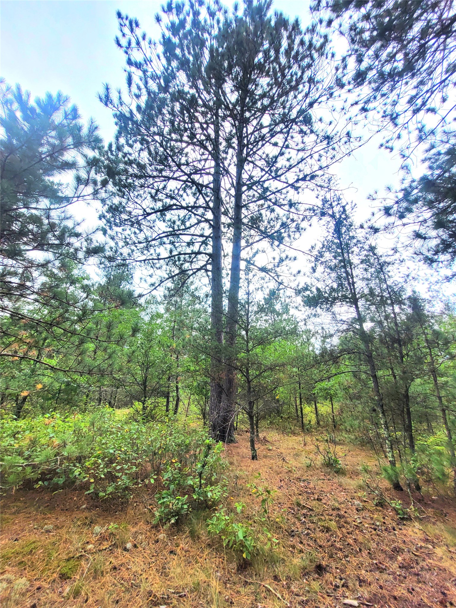 0 Blueberry Road Property Photo 20
