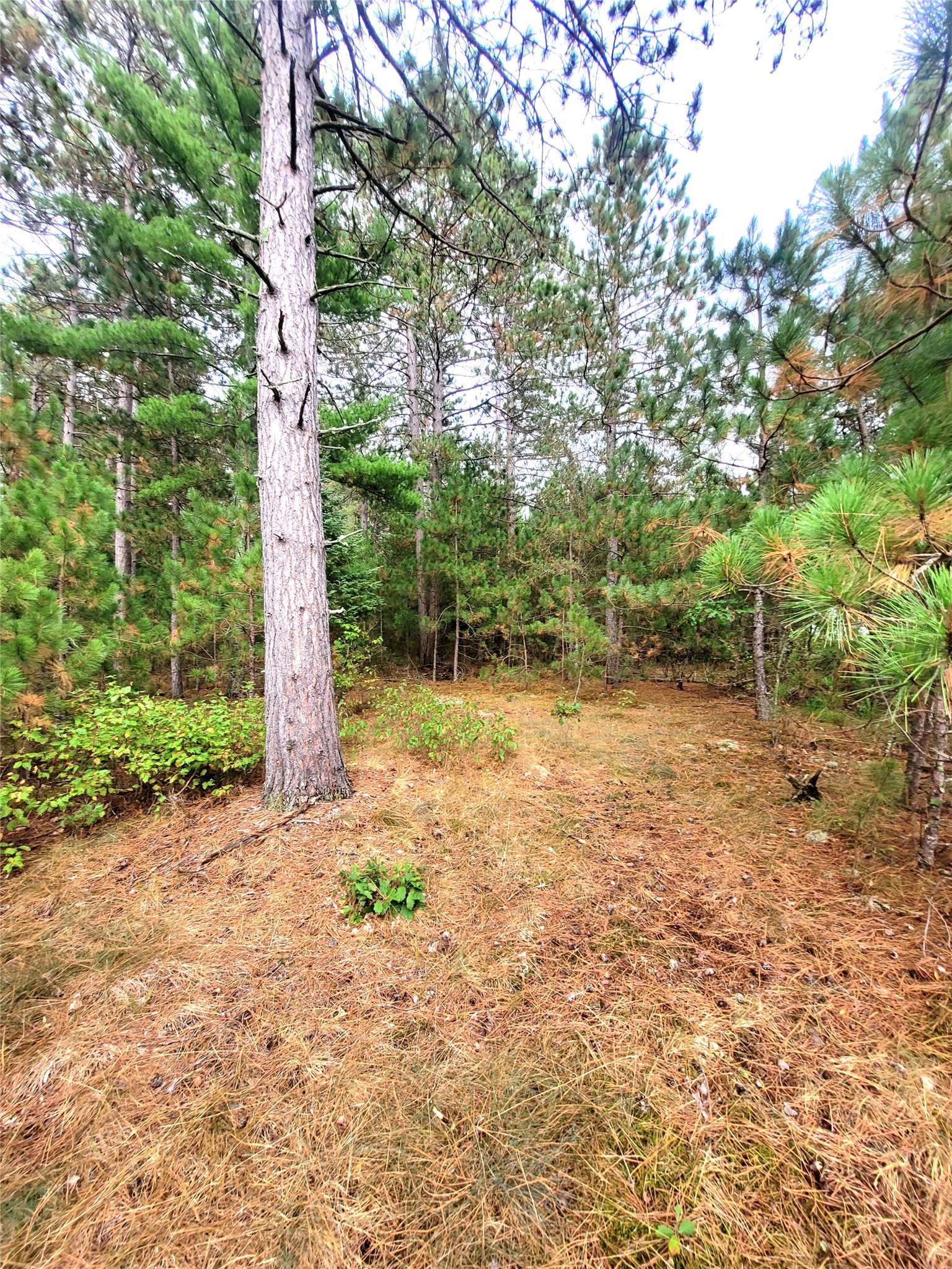 0 Blueberry Road Property Photo 21