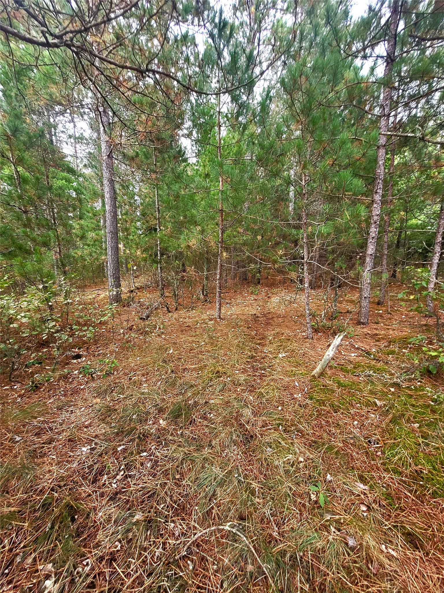 0 Blueberry Road Property Photo 24