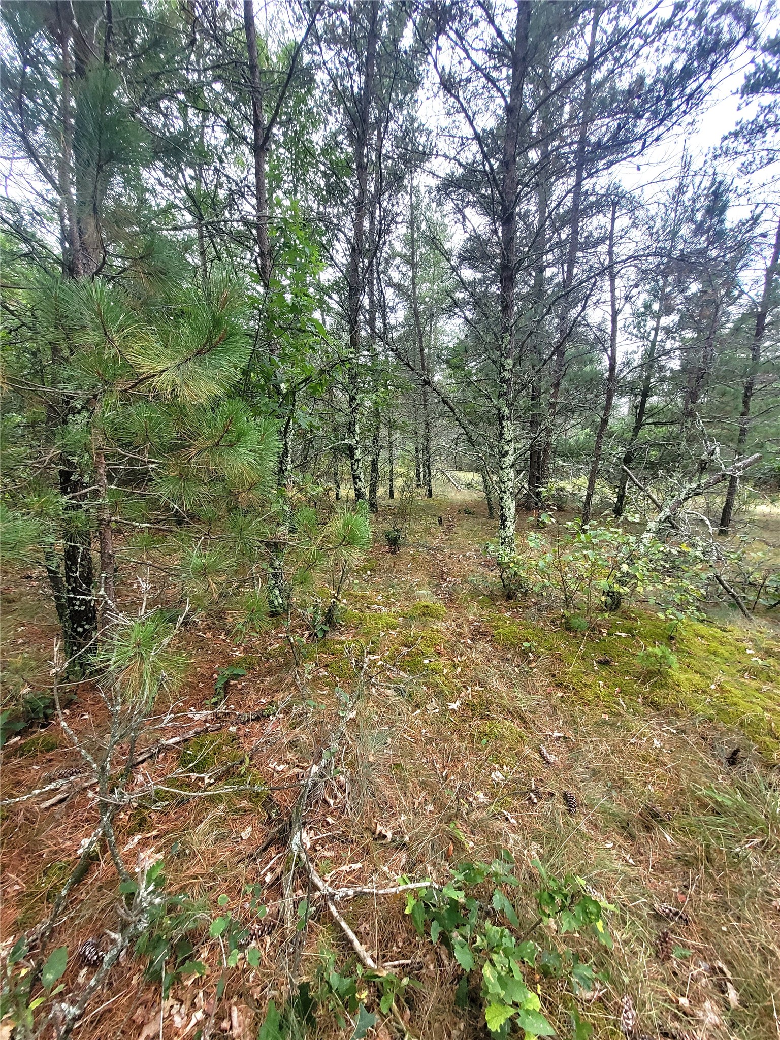 0 Blueberry Road Property Photo 33