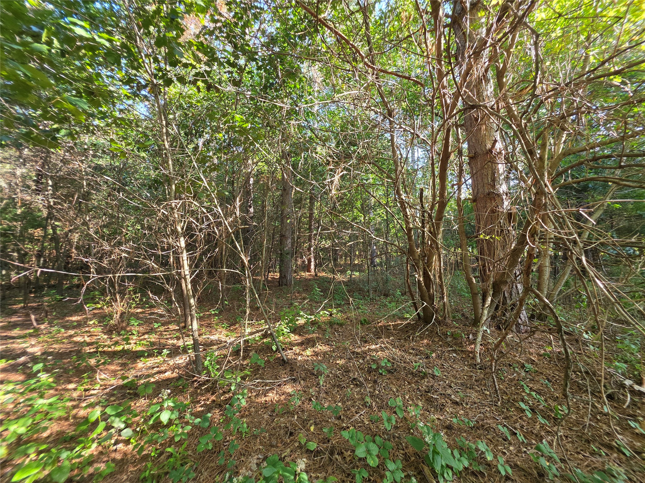 0 Buena Vista Road Property Photo 5