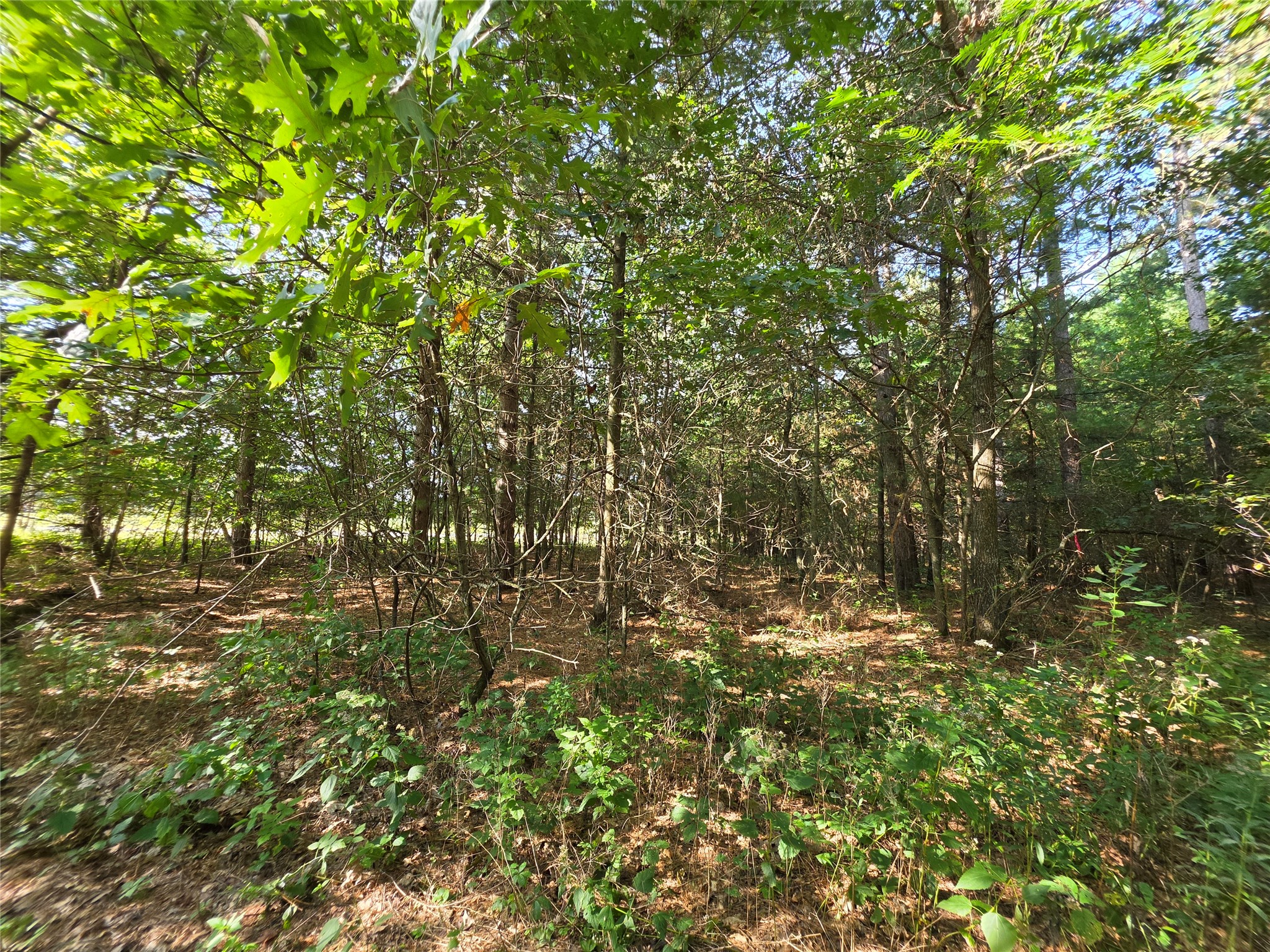 0 Buena Vista Road Property Photo 6