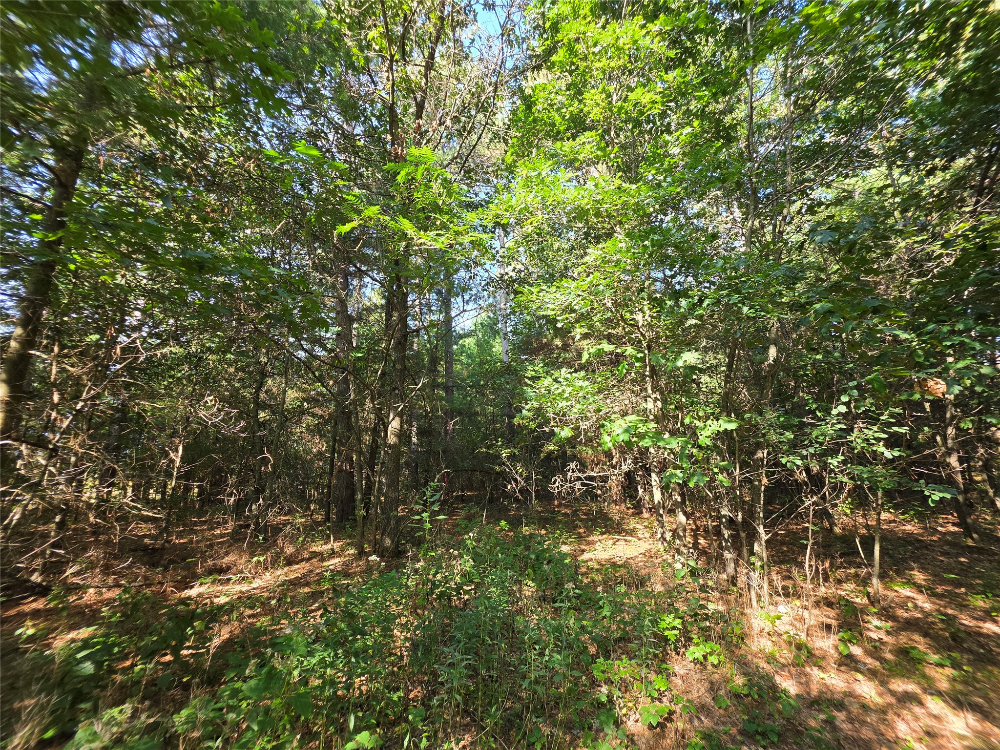0 Buena Vista Road Property Photo 7