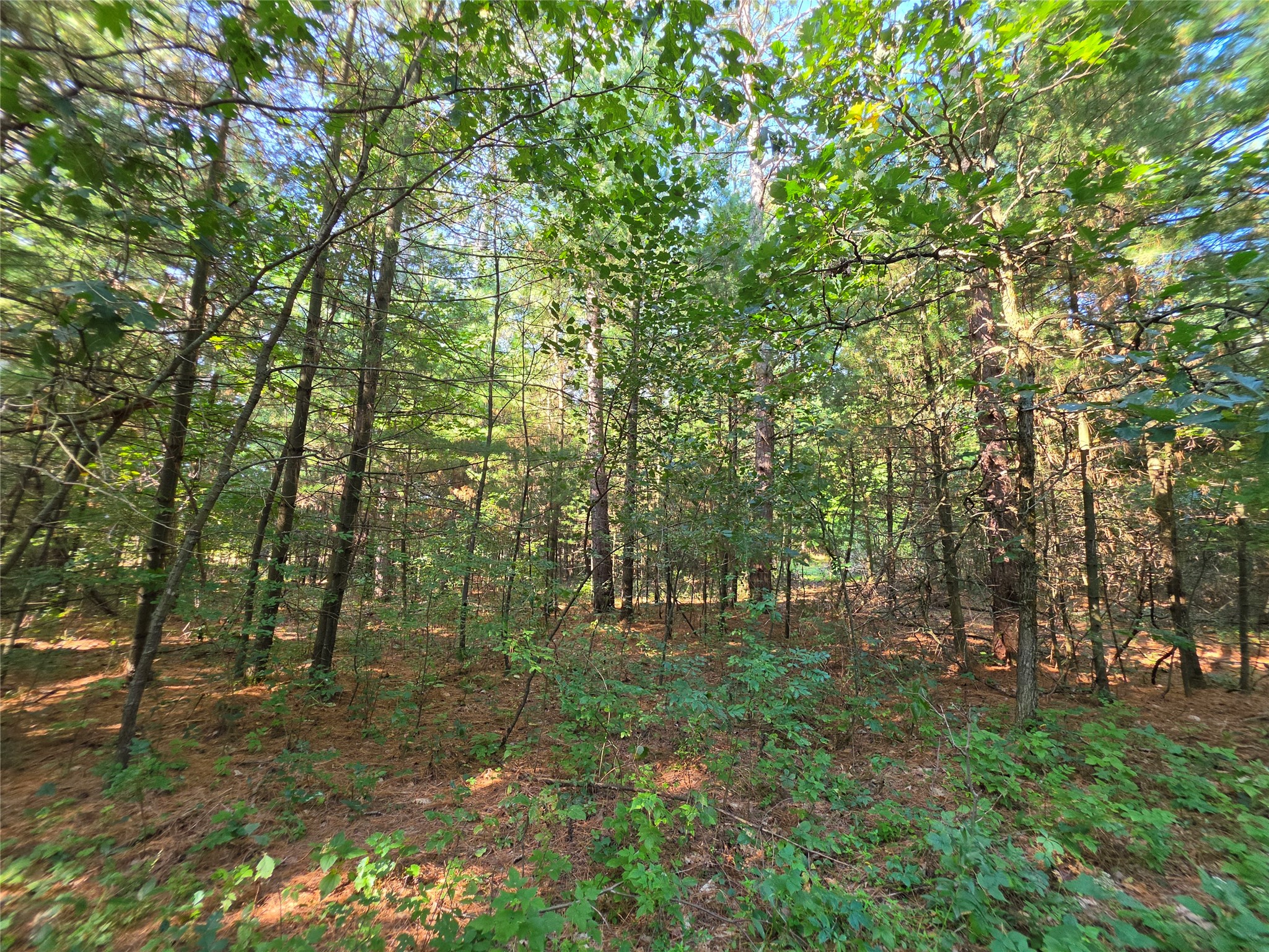 0 Buena Vista Road Property Photo 8