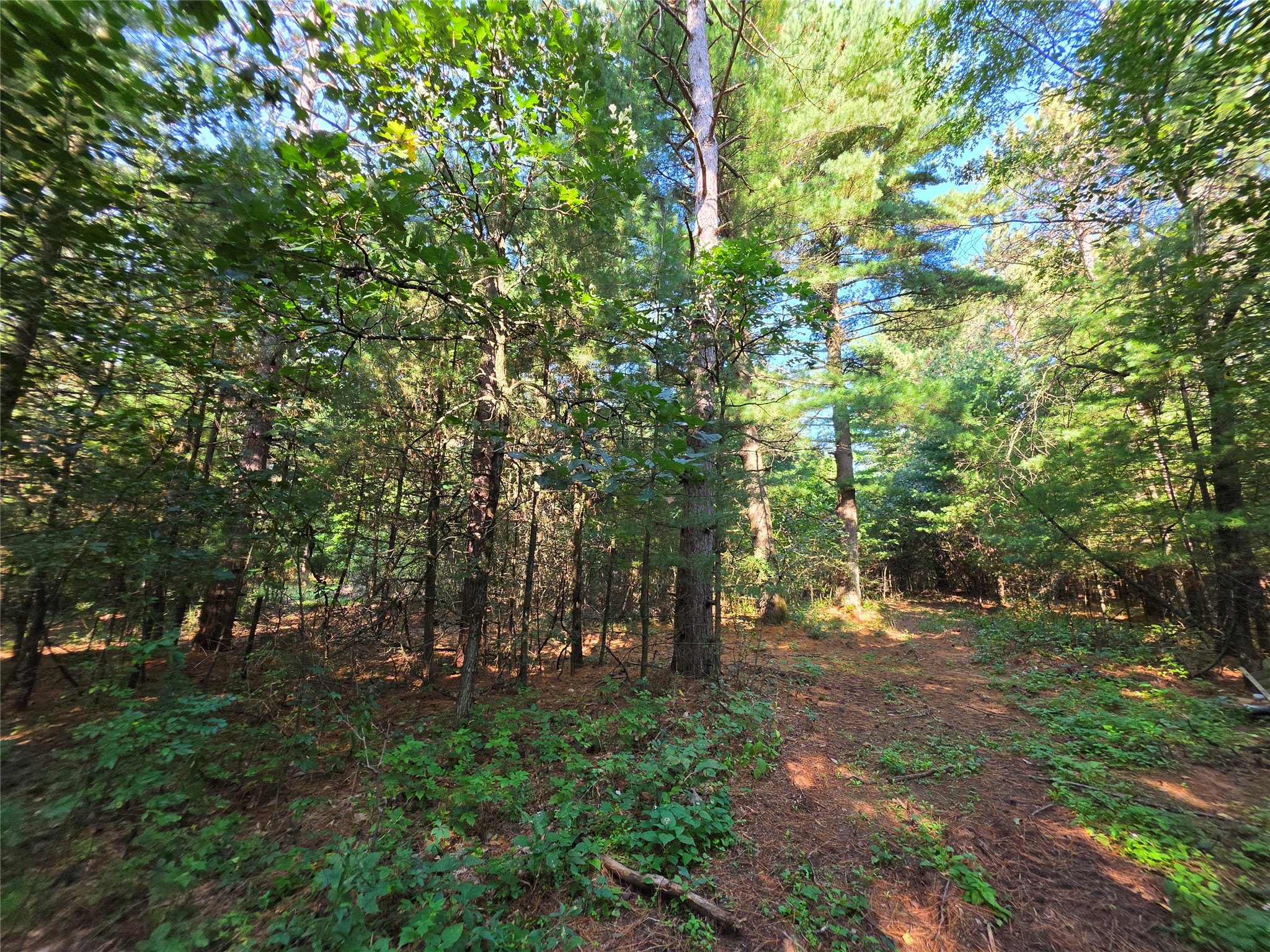 0 Buena Vista Road Property Photo 9