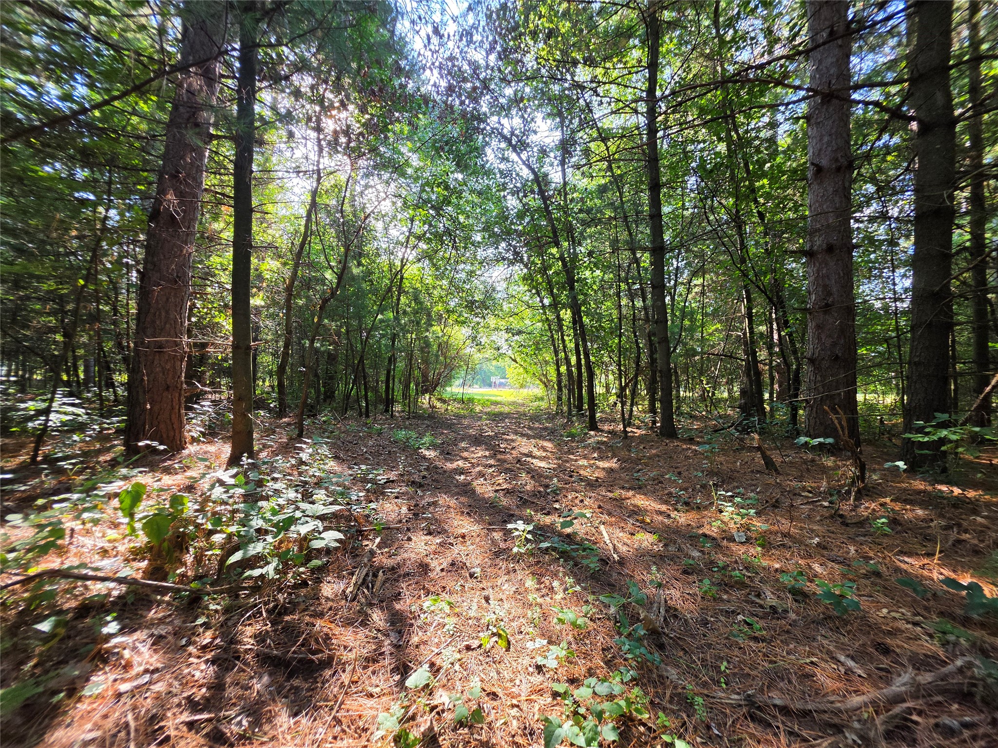 0 Buena Vista Road Property Photo 11