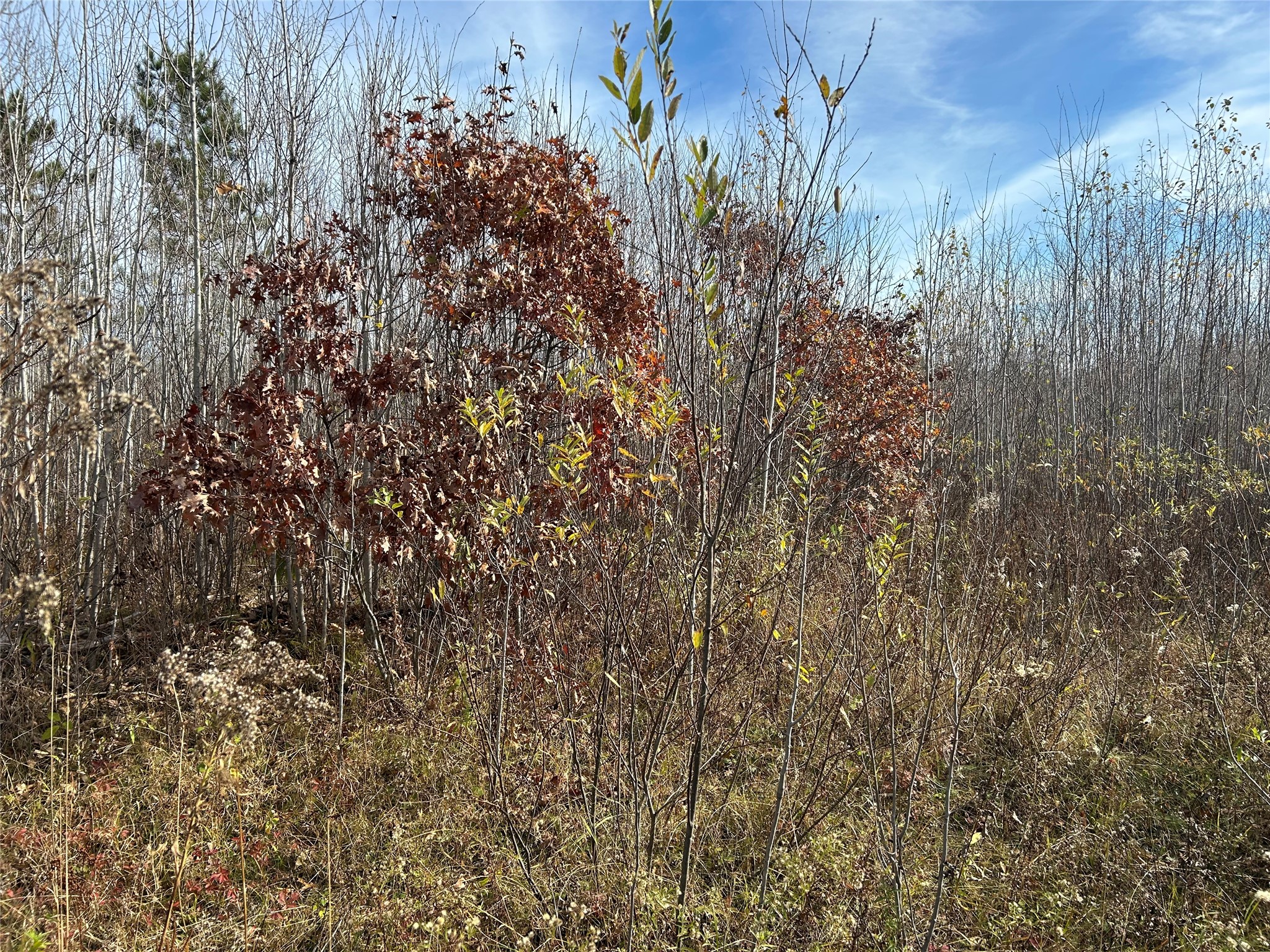 On Broken Arrow Road Property Photo 7