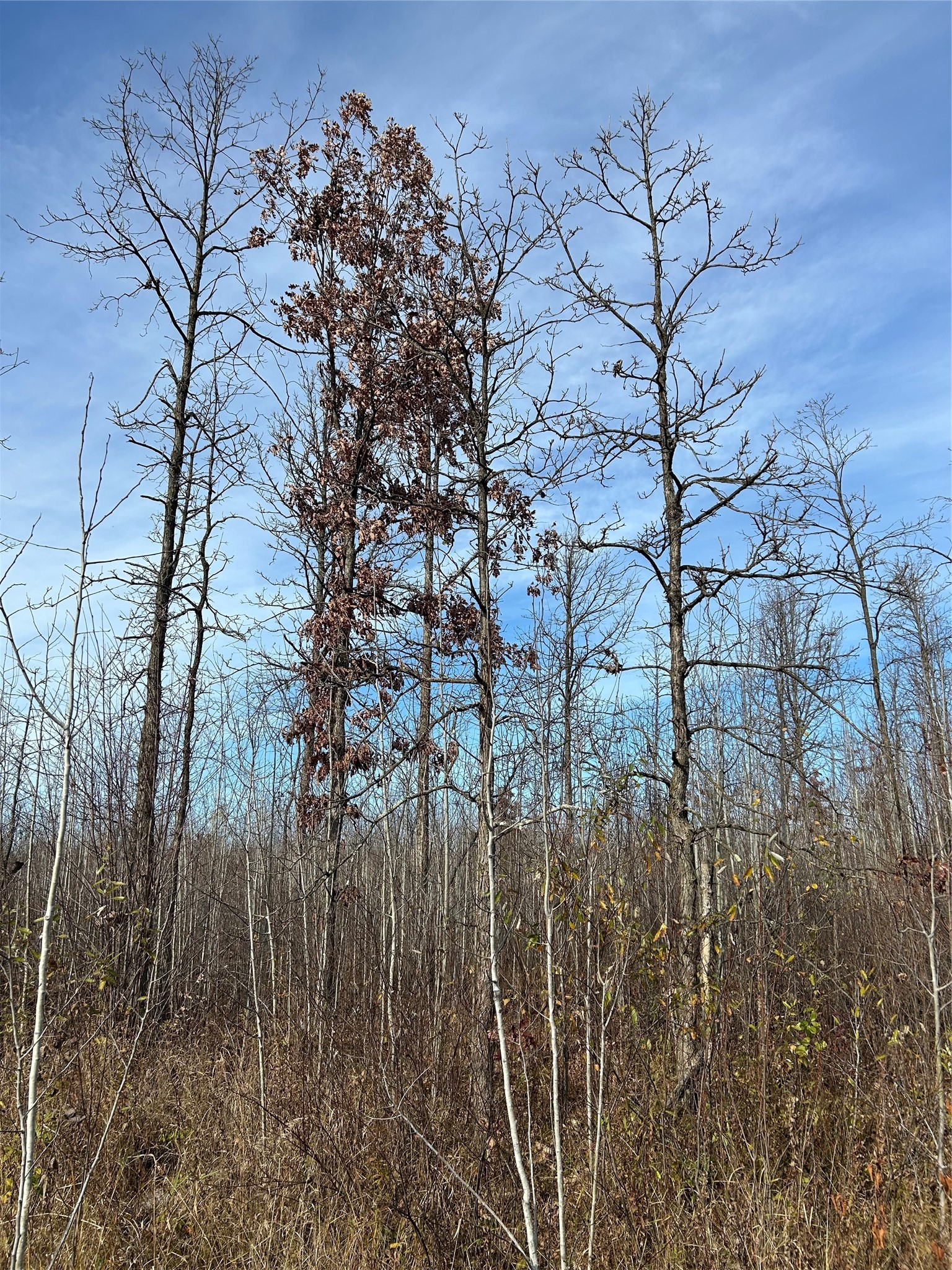 On Broken Arrow Road Property Photo 8