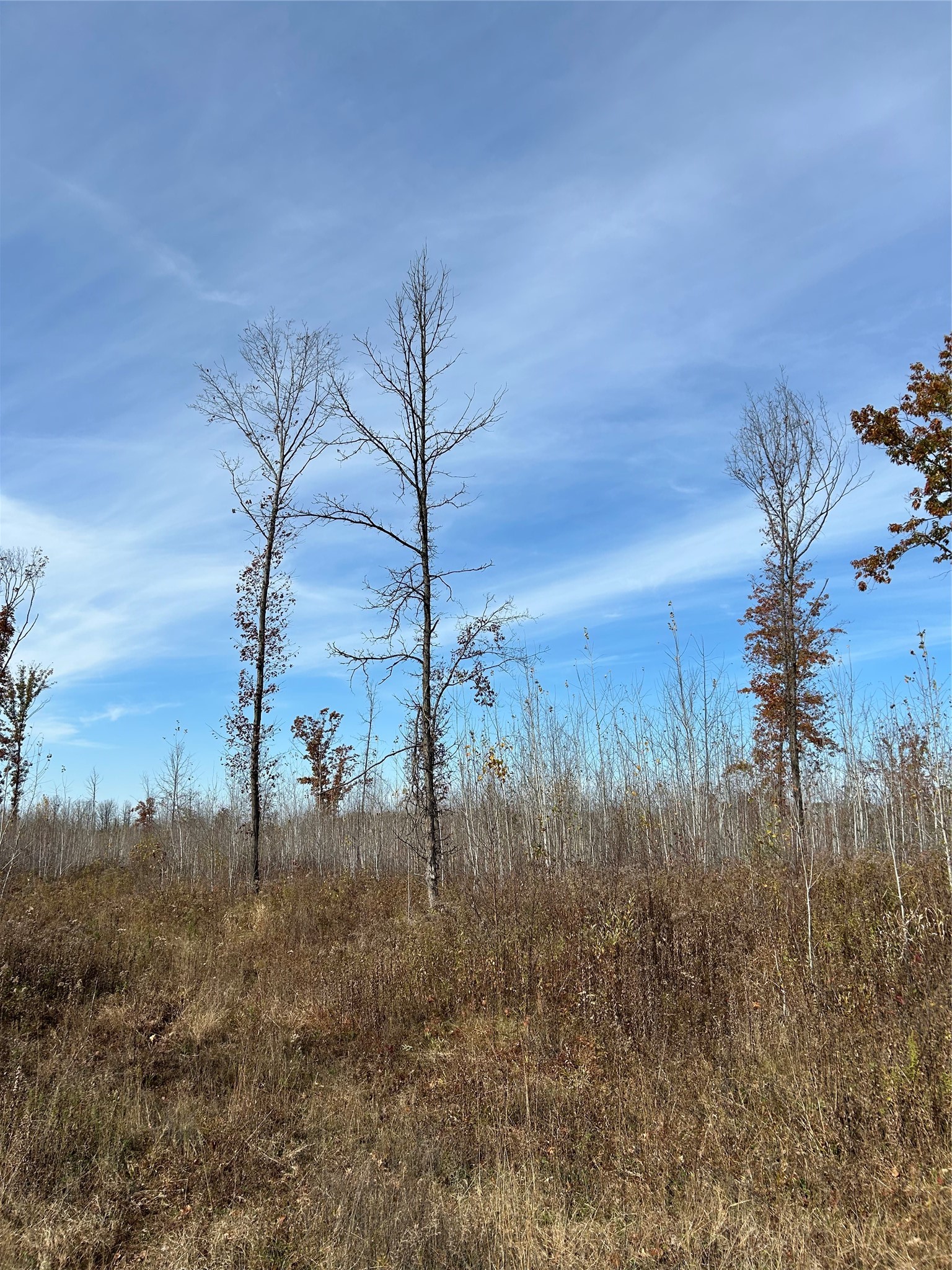On Broken Arrow Road Property Photo 5
