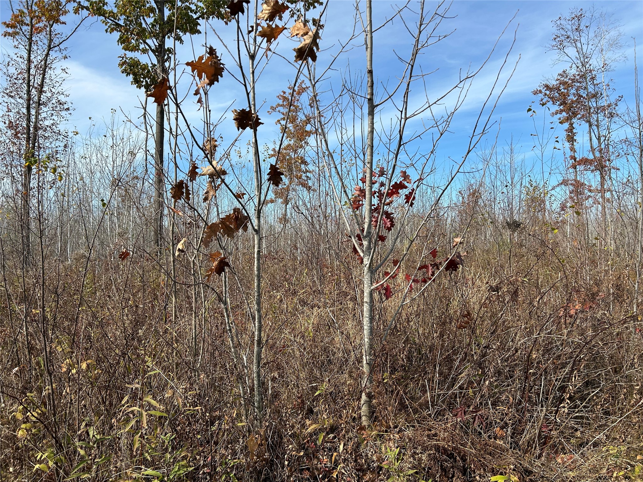 On Broken Arrow Road Property Photo 6