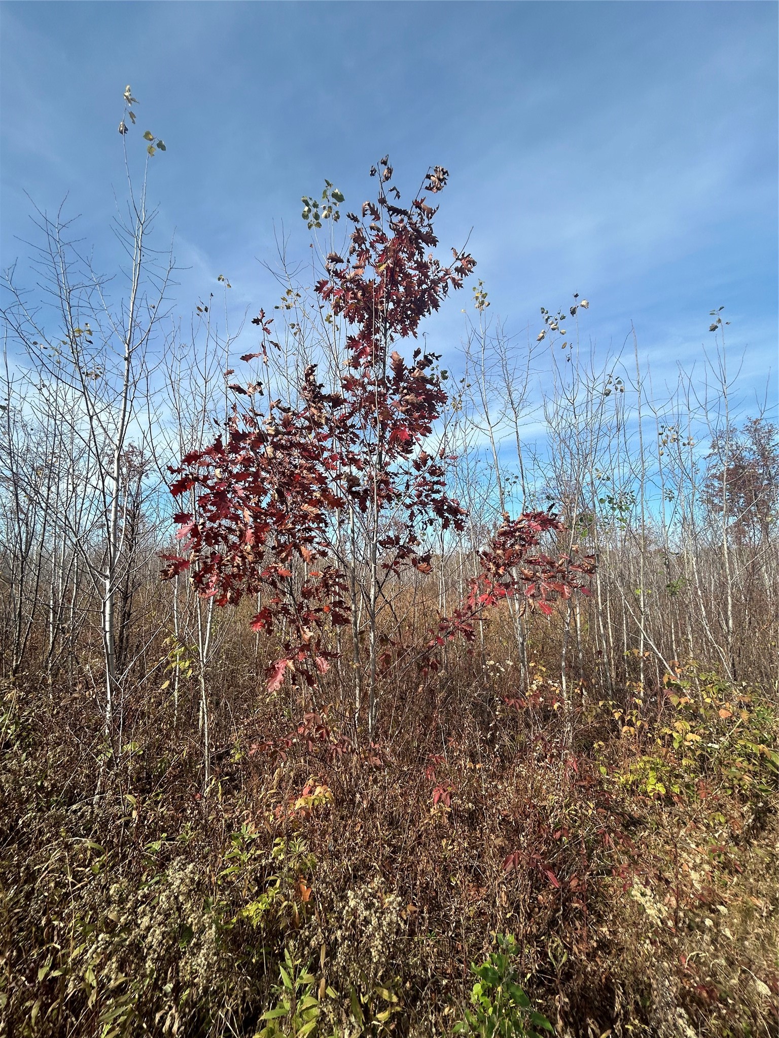 On Broken Arrow Road Property Photo 12