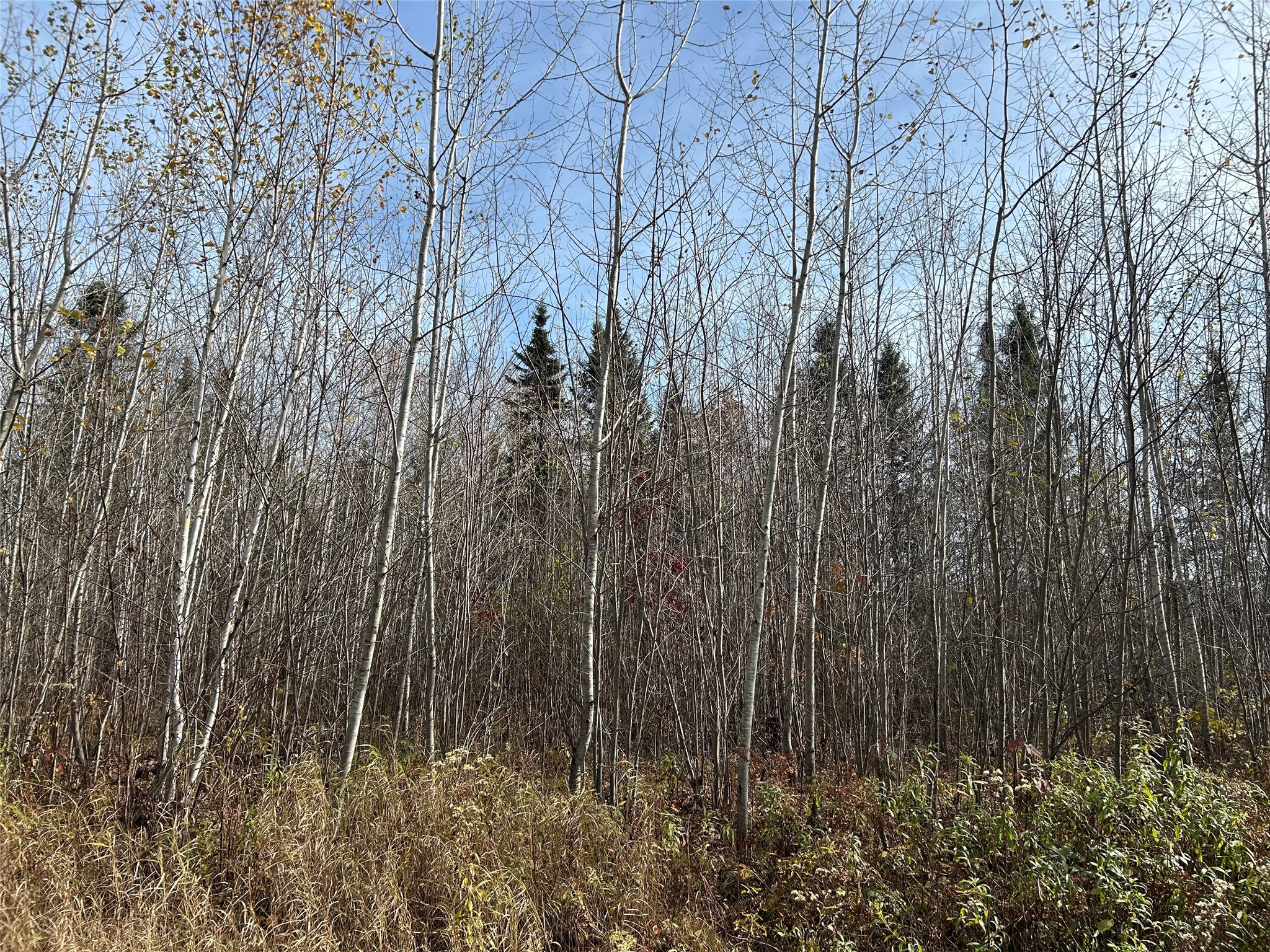 On Sheep Camp Road Property Photo 2