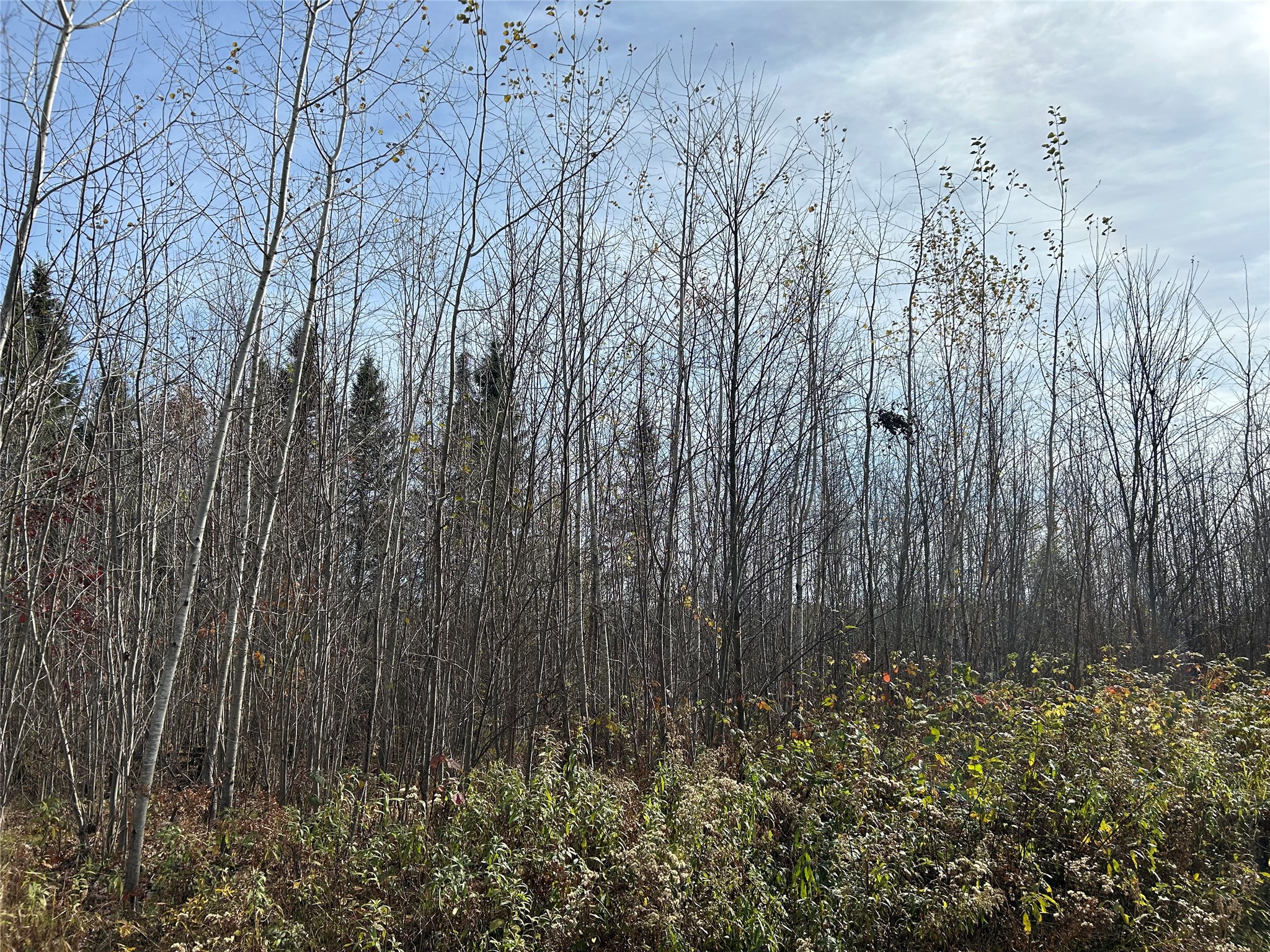 On Sheep Camp Road Property Photo 3