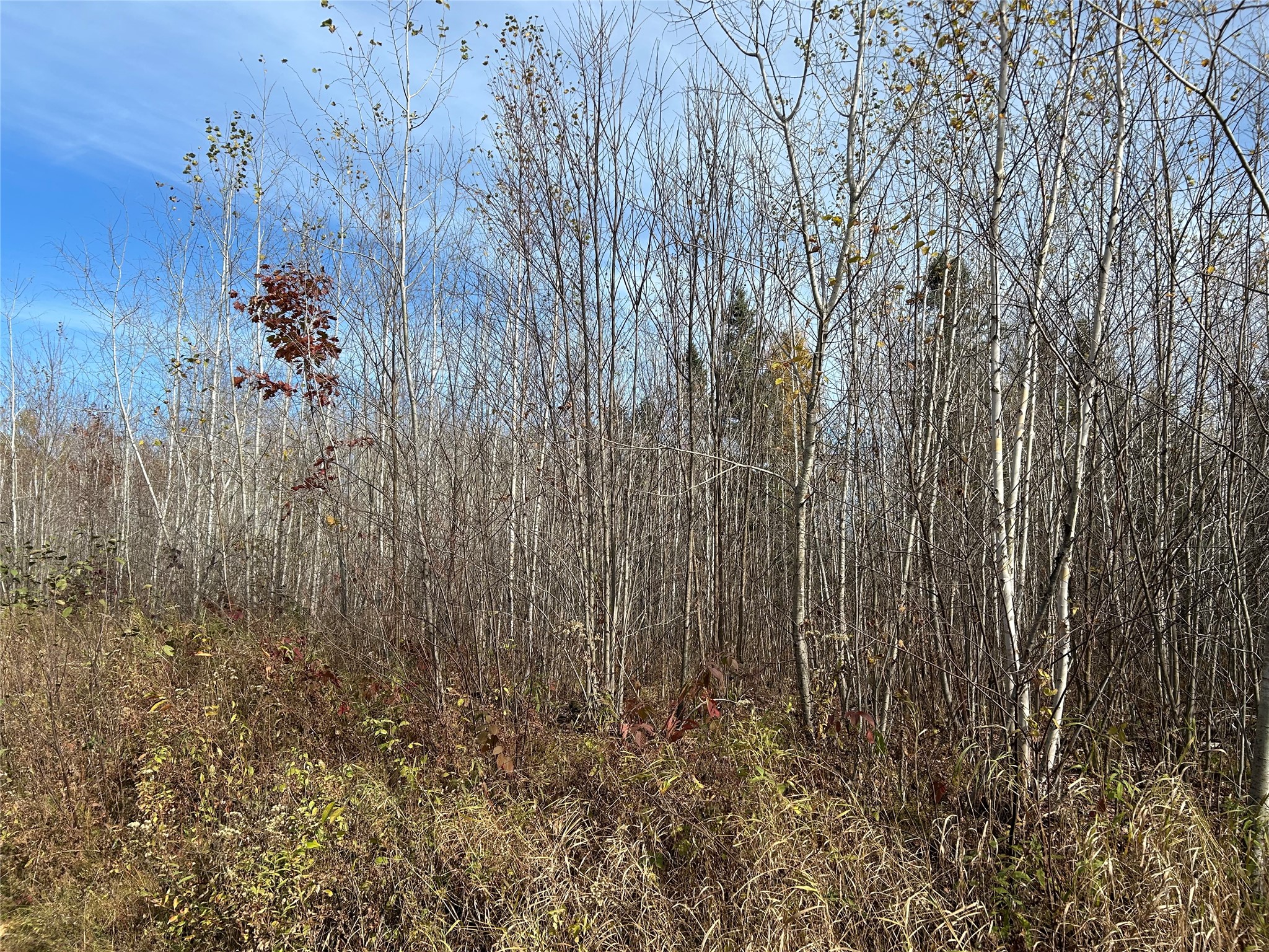 On Sheep Camp Road Property Photo 4
