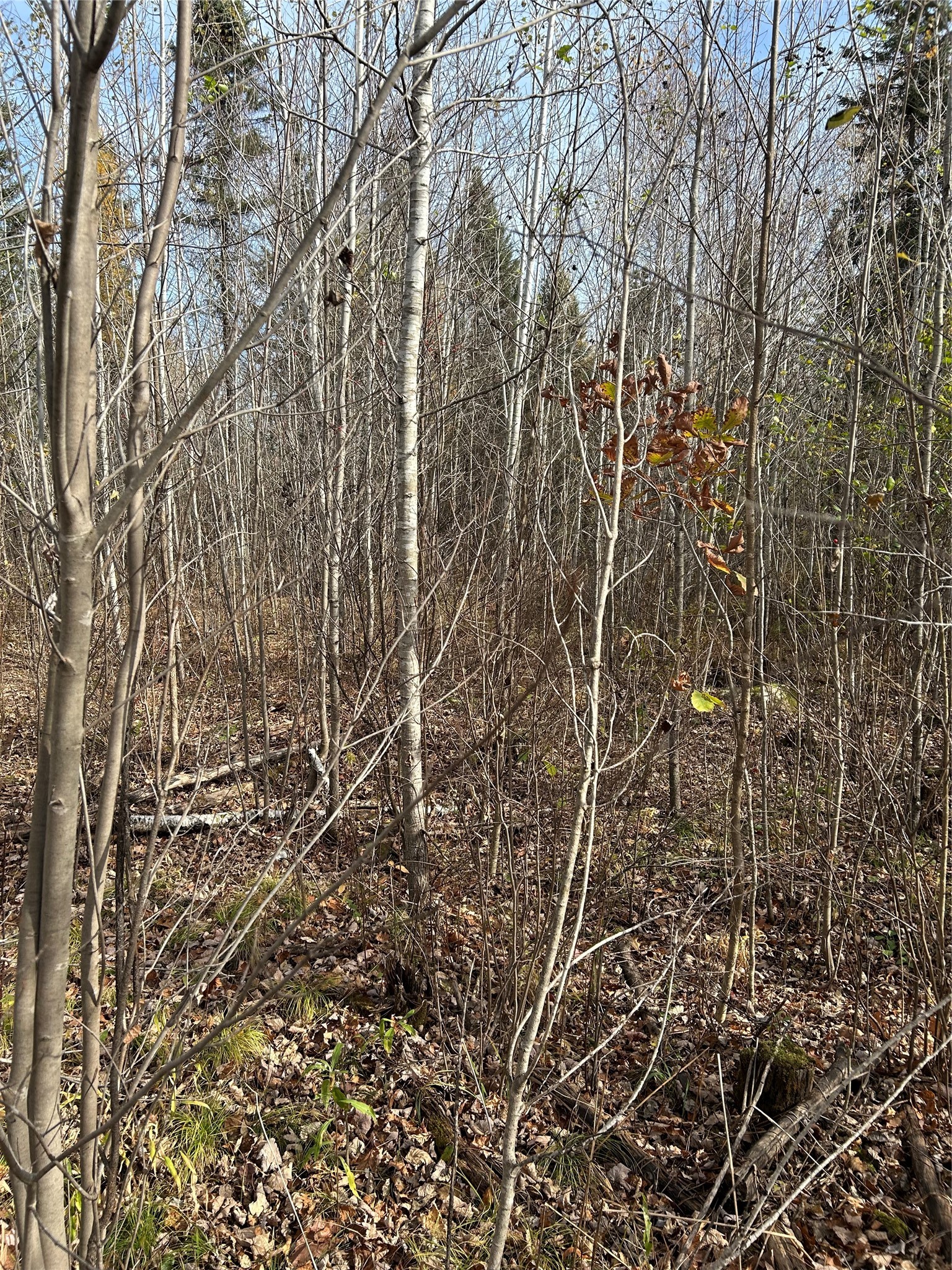 On Sheep Camp Road Property Photo 5