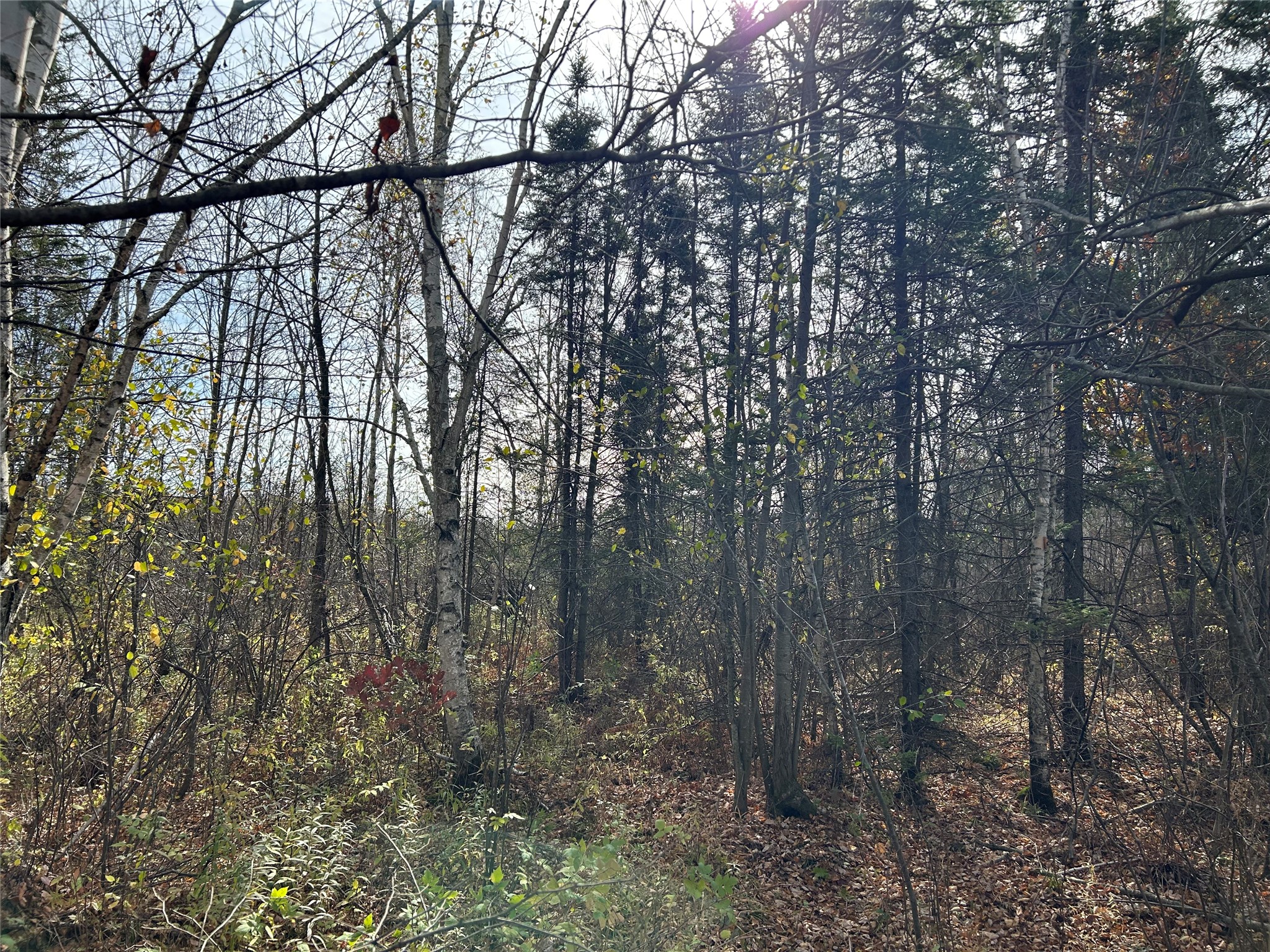 On Sheep Camp Road Property Photo 6