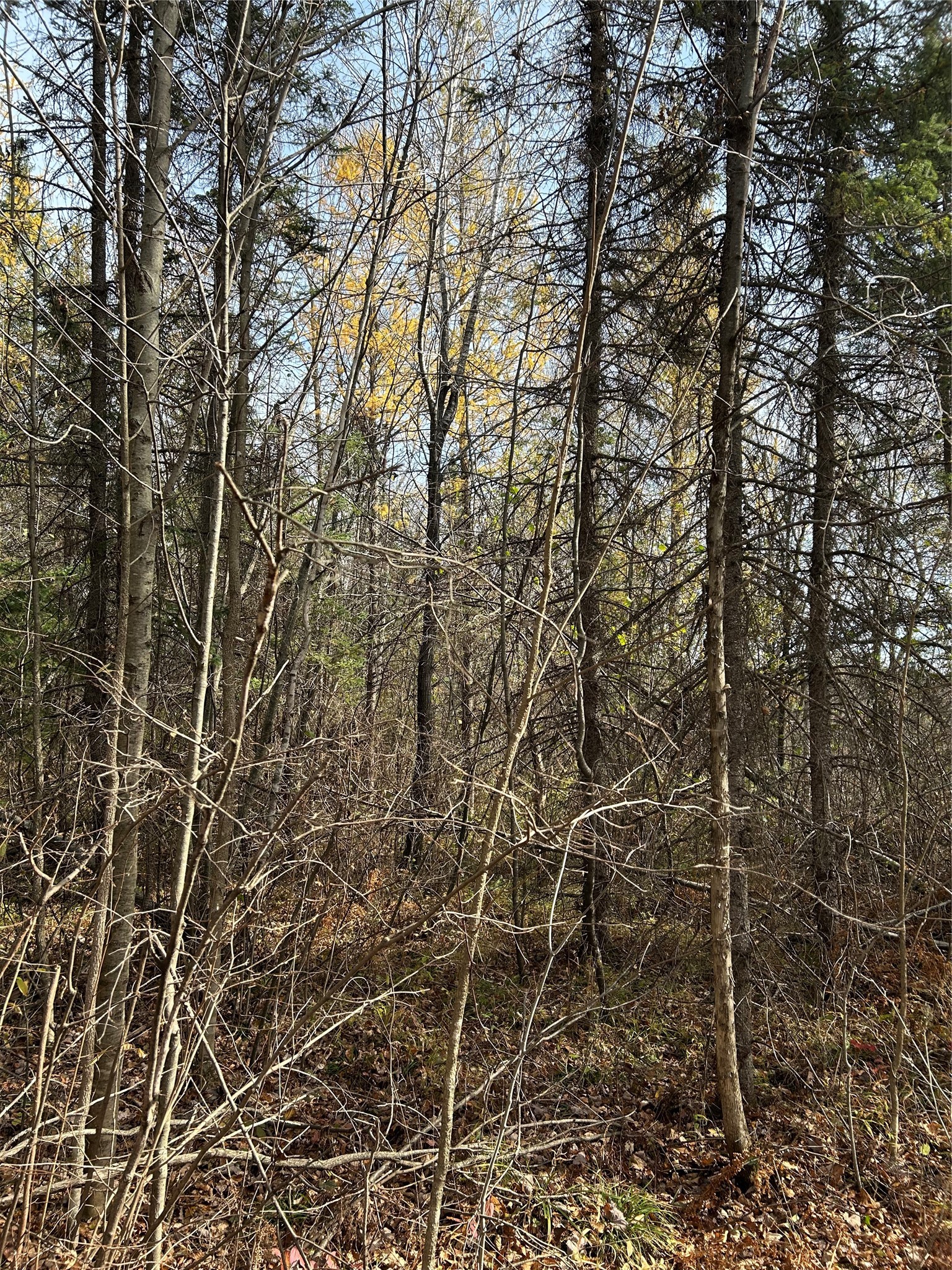 On Sheep Camp Road Property Photo 7