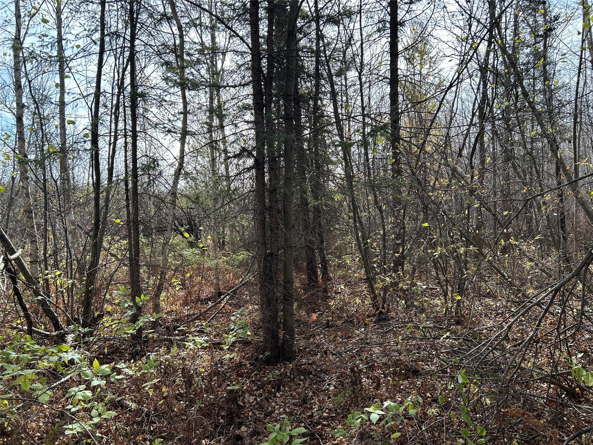 On Sheep Camp Road Property Photo 8
