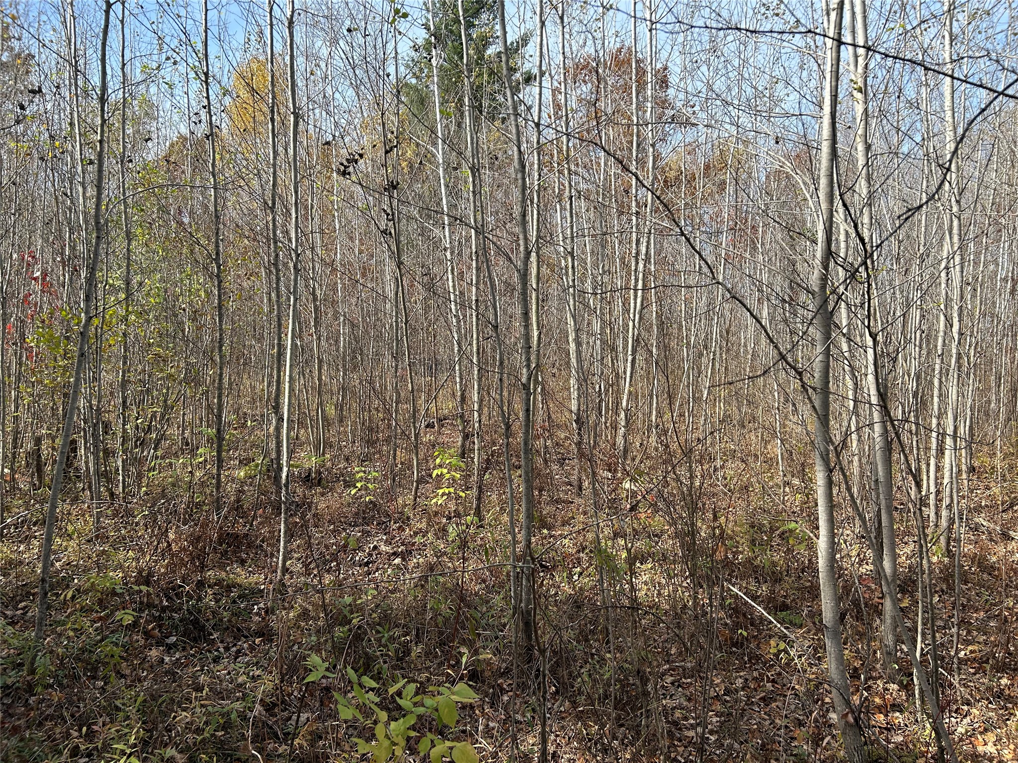 On Sheep Camp Road Property Photo 9