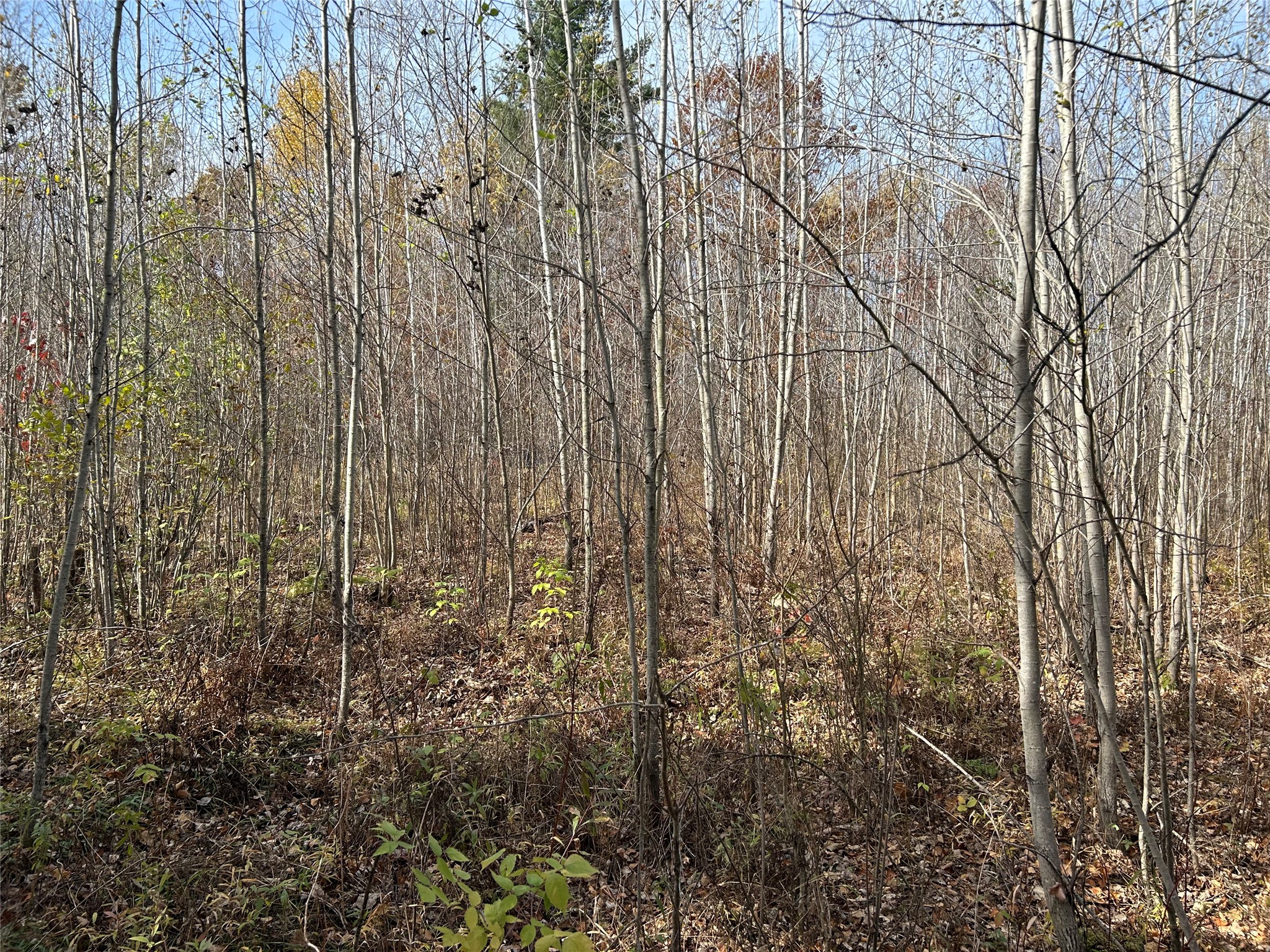 On Sheep Camp Road Property Photo 10