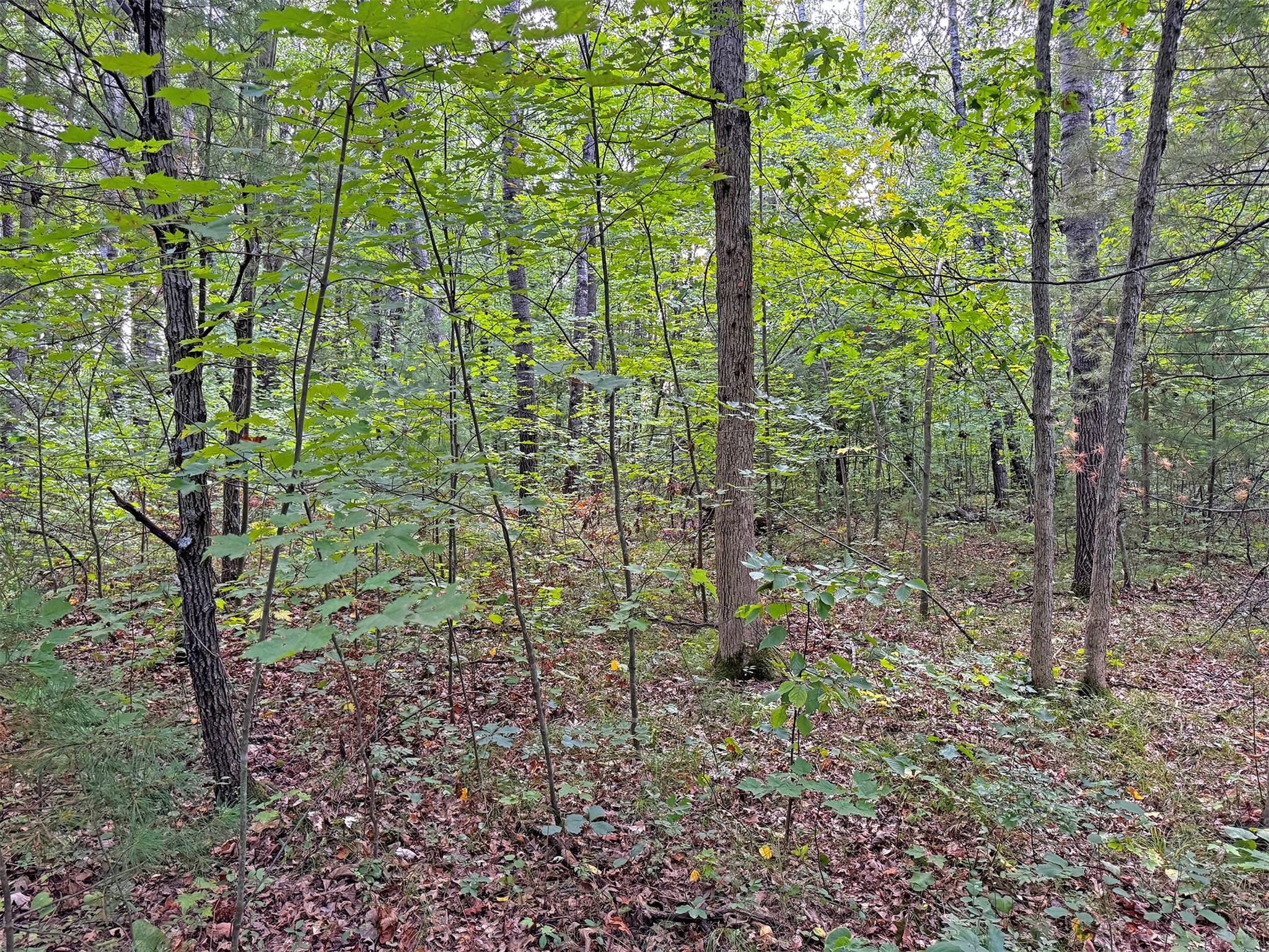 24771 Swede Road Property Photo 5