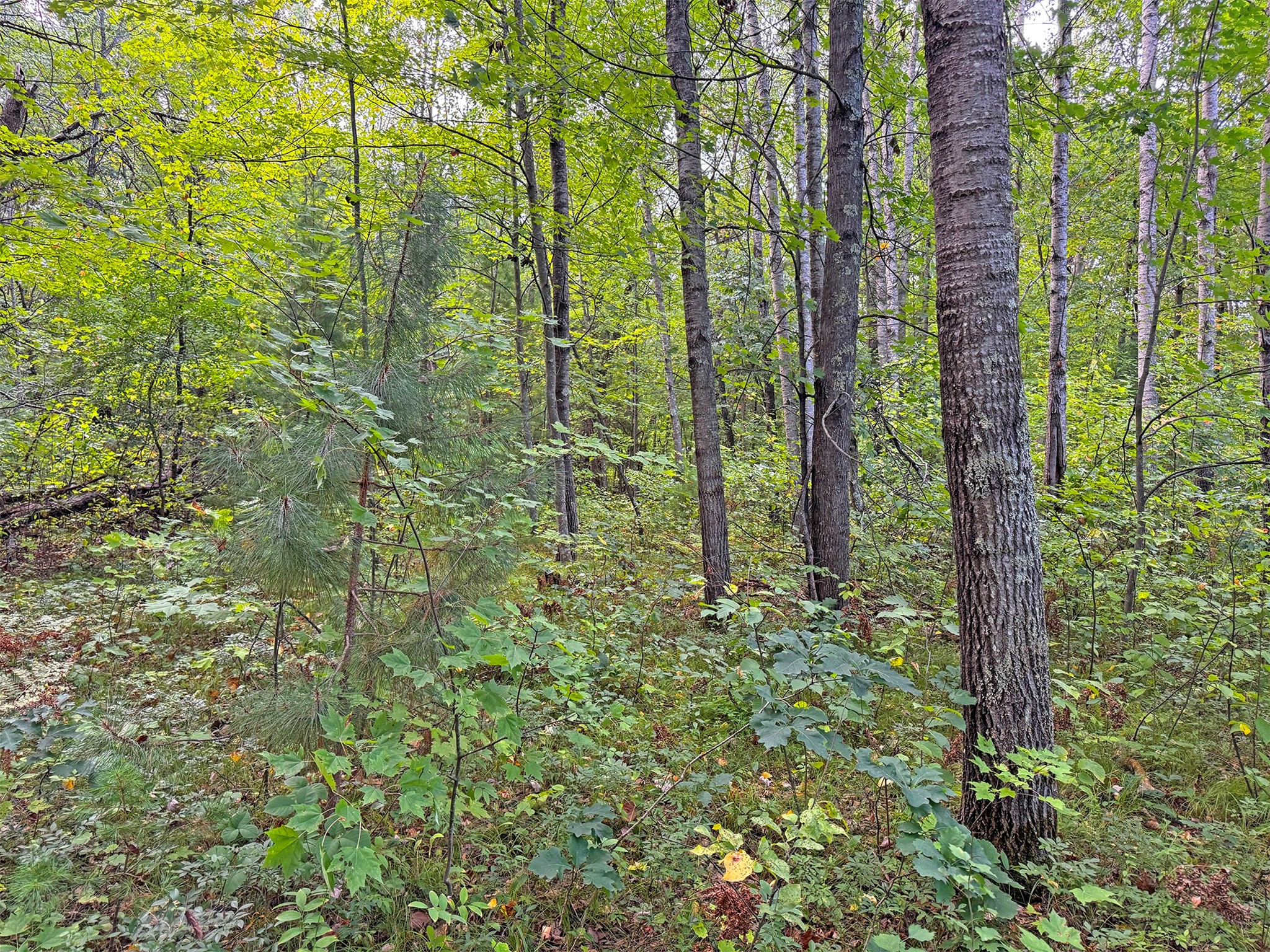 24771 Swede Road Property Photo 6