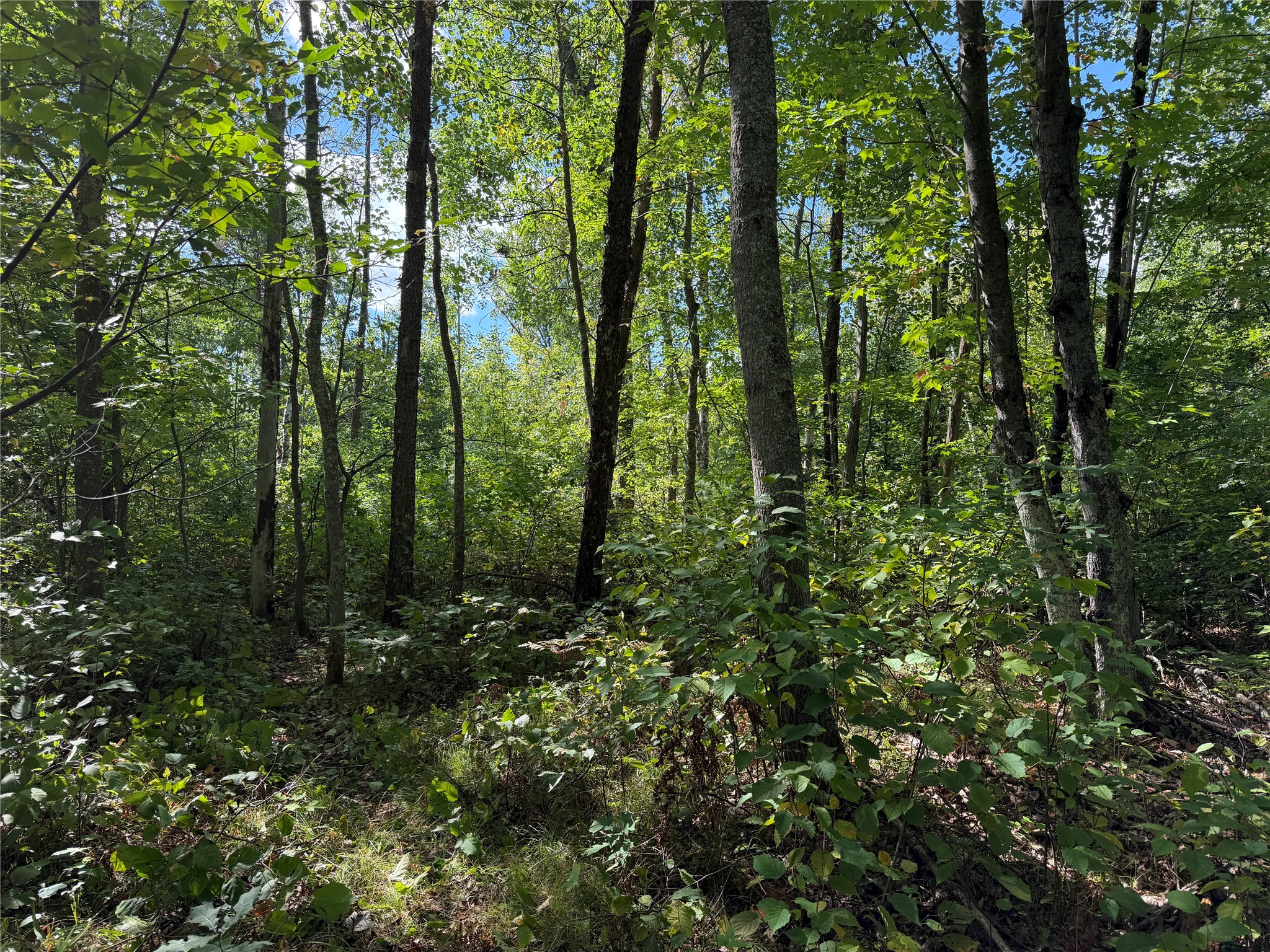 0 Shell Creek Road Property Photo 1