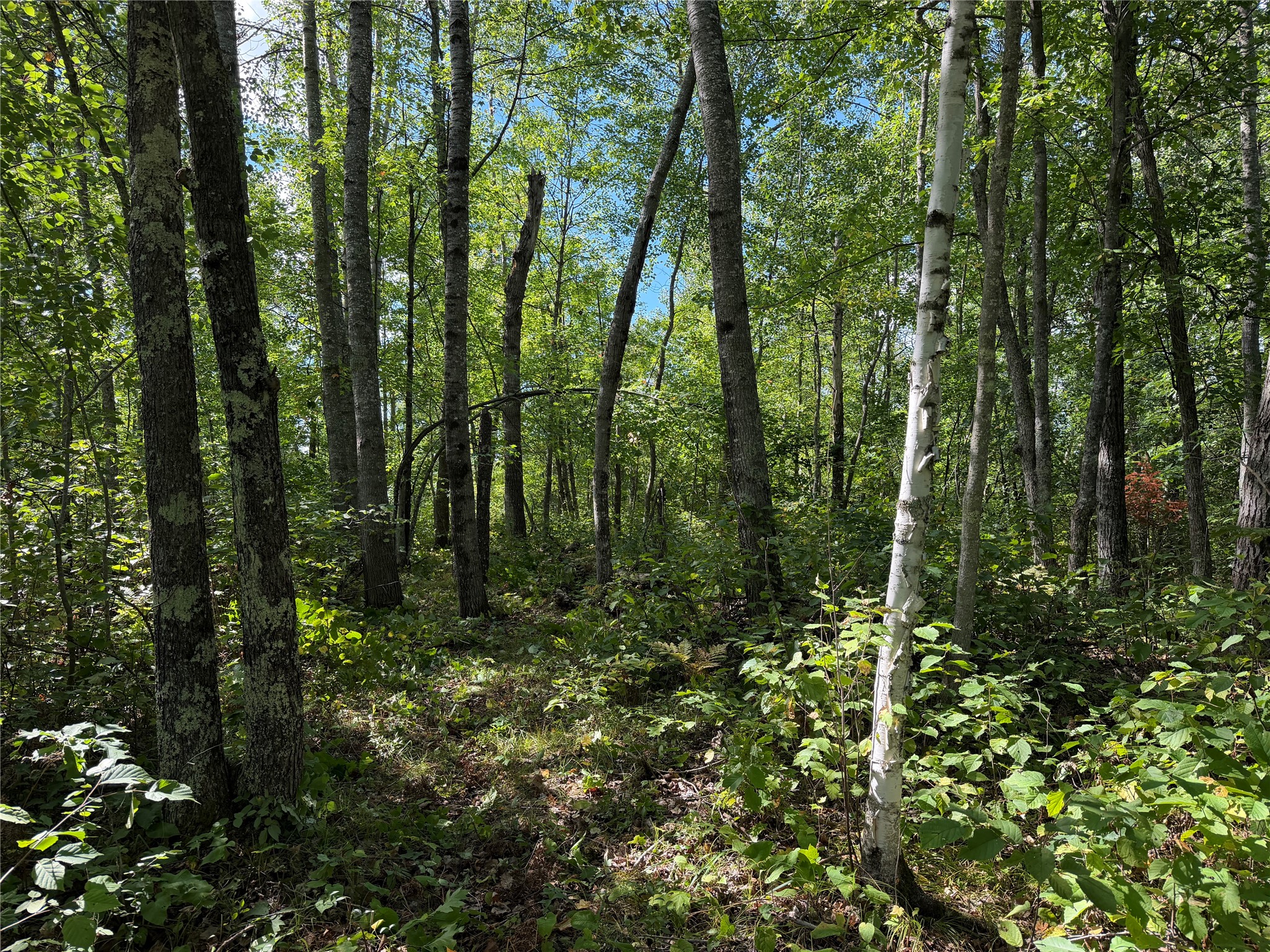 0 Shell Creek Road Property Photo 2