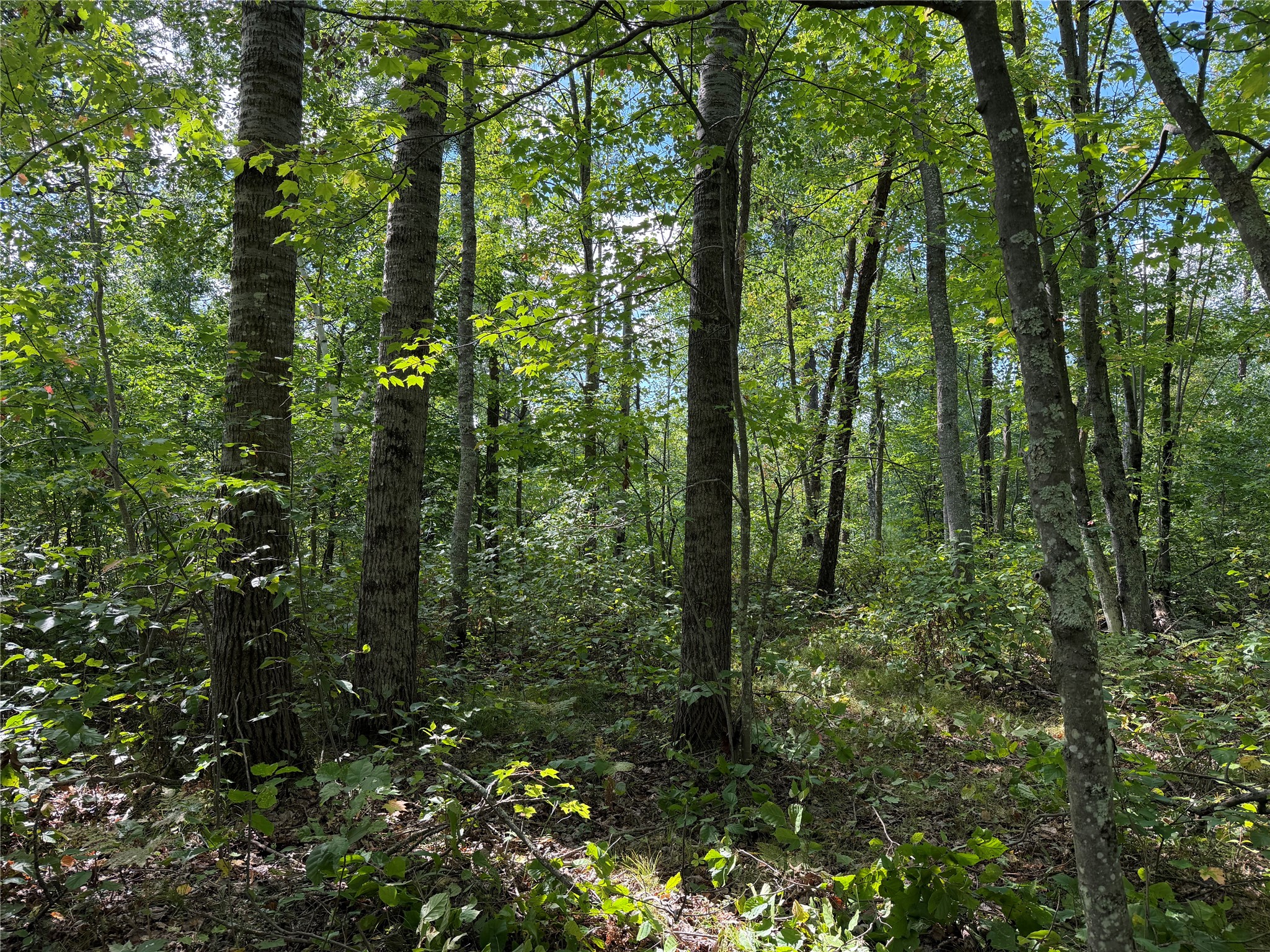 0 Shell Creek Road Property Photo 3