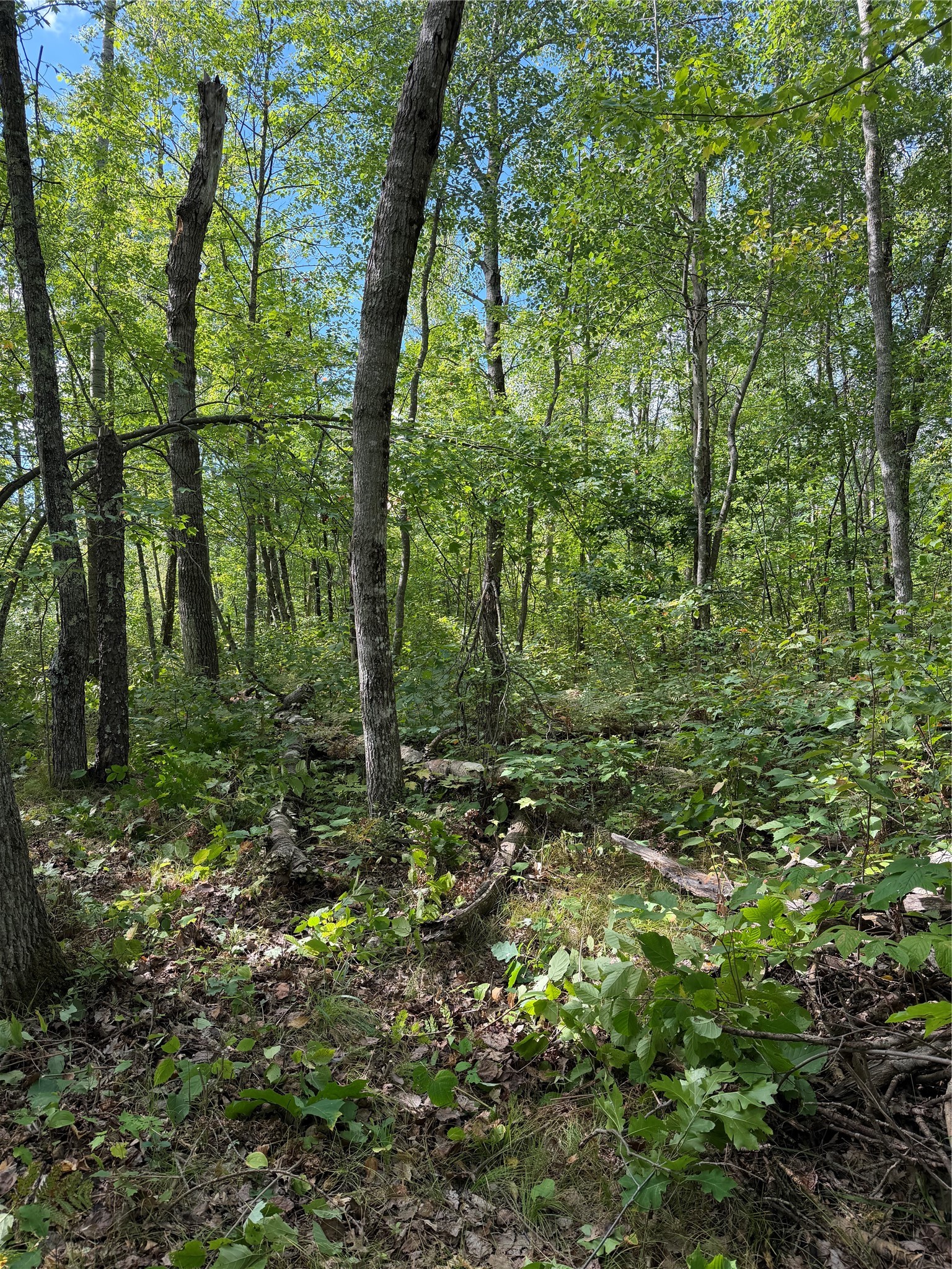 0 Shell Creek Road Property Photo 4