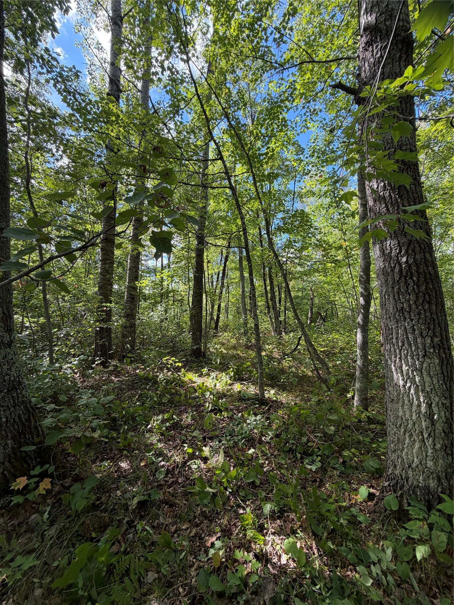 0 Shell Creek Road Property Photo 5