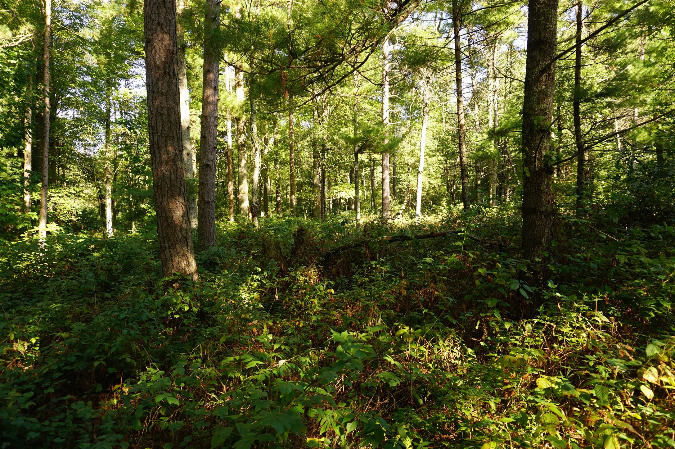 N9105 Flood -- Lot 5 Road Property Photo 8