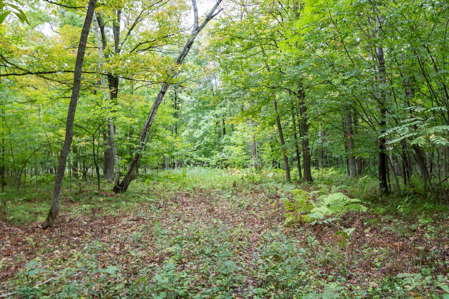20 Acres 153rd Avenue Property Photo 3